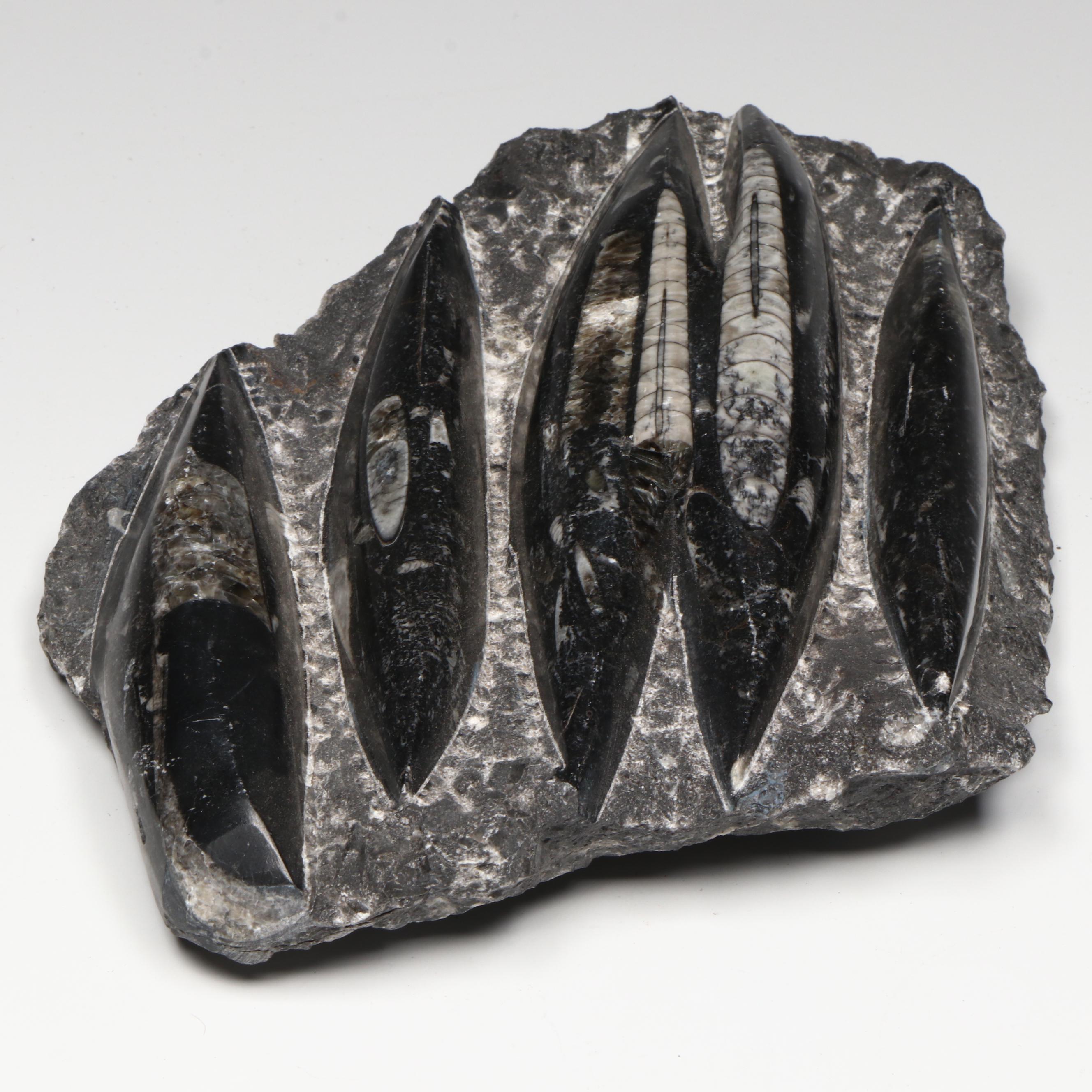 Orthoconic Cephalopod Specimen Cut and Polished Slab