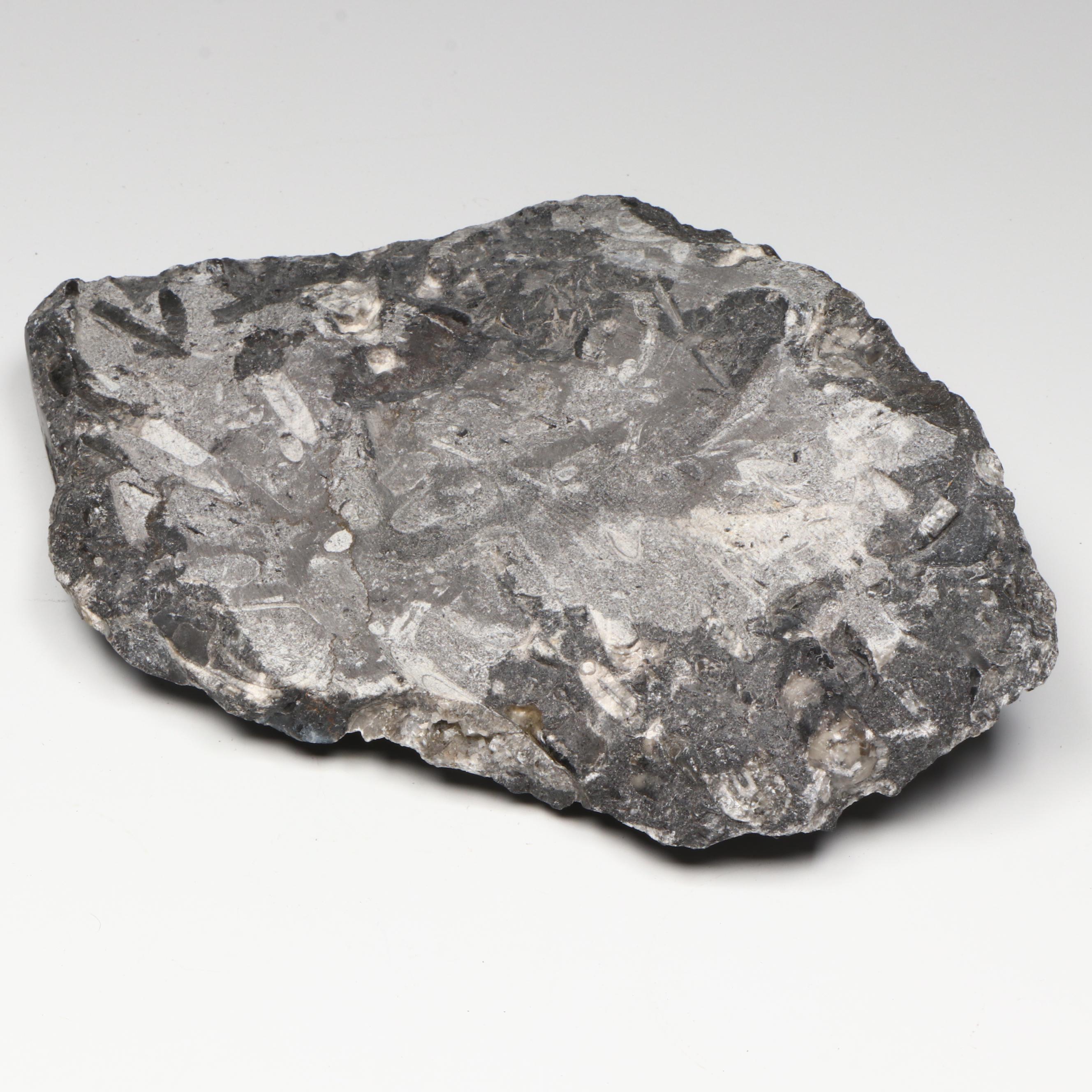 Orthoconic Cephalopod Specimen Cut and Polished Slab