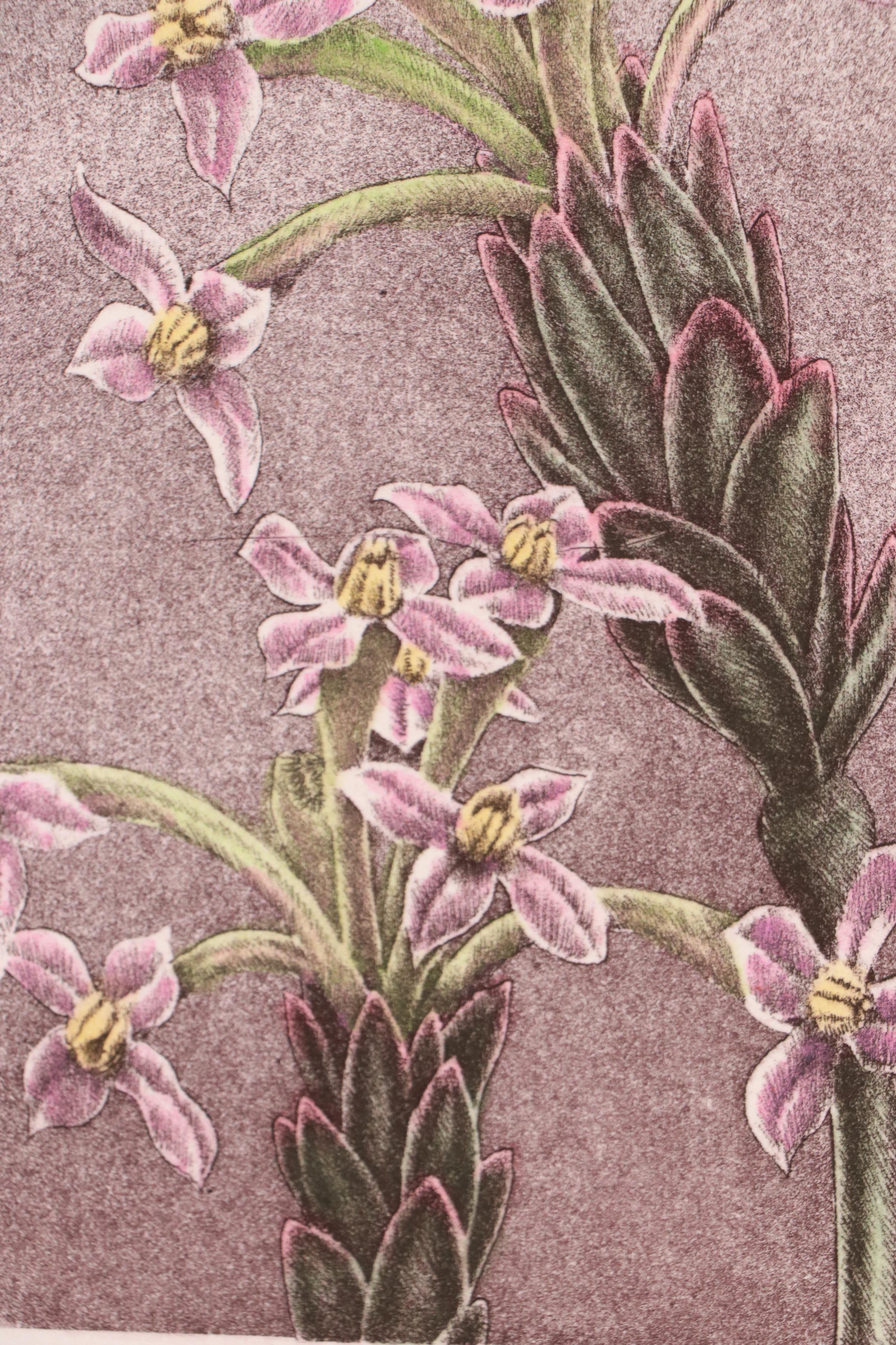 Botanical Etching Quadtych "Wild Flowers II"