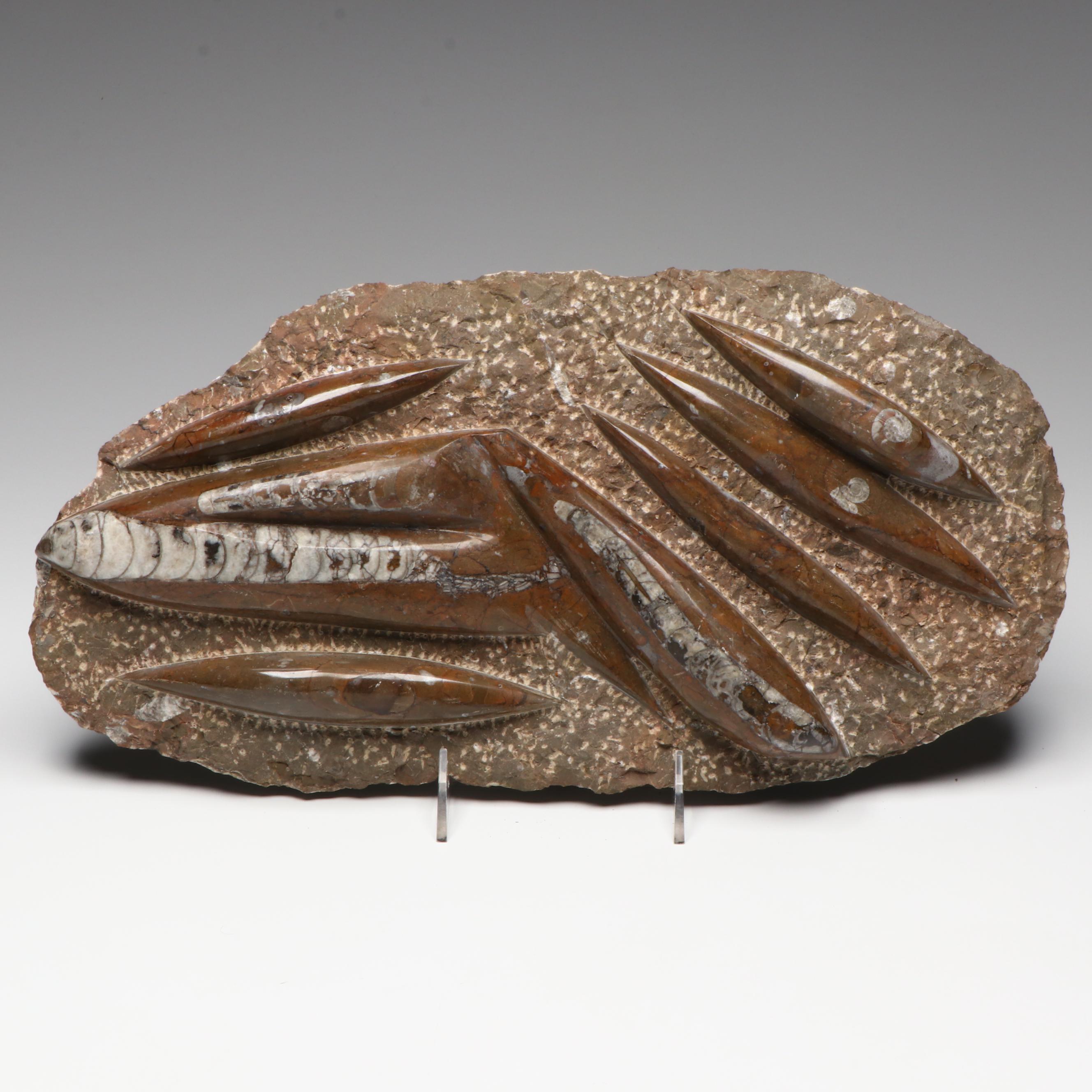 Orthoconic Cephalopod Specimen Carved and Polished Slab