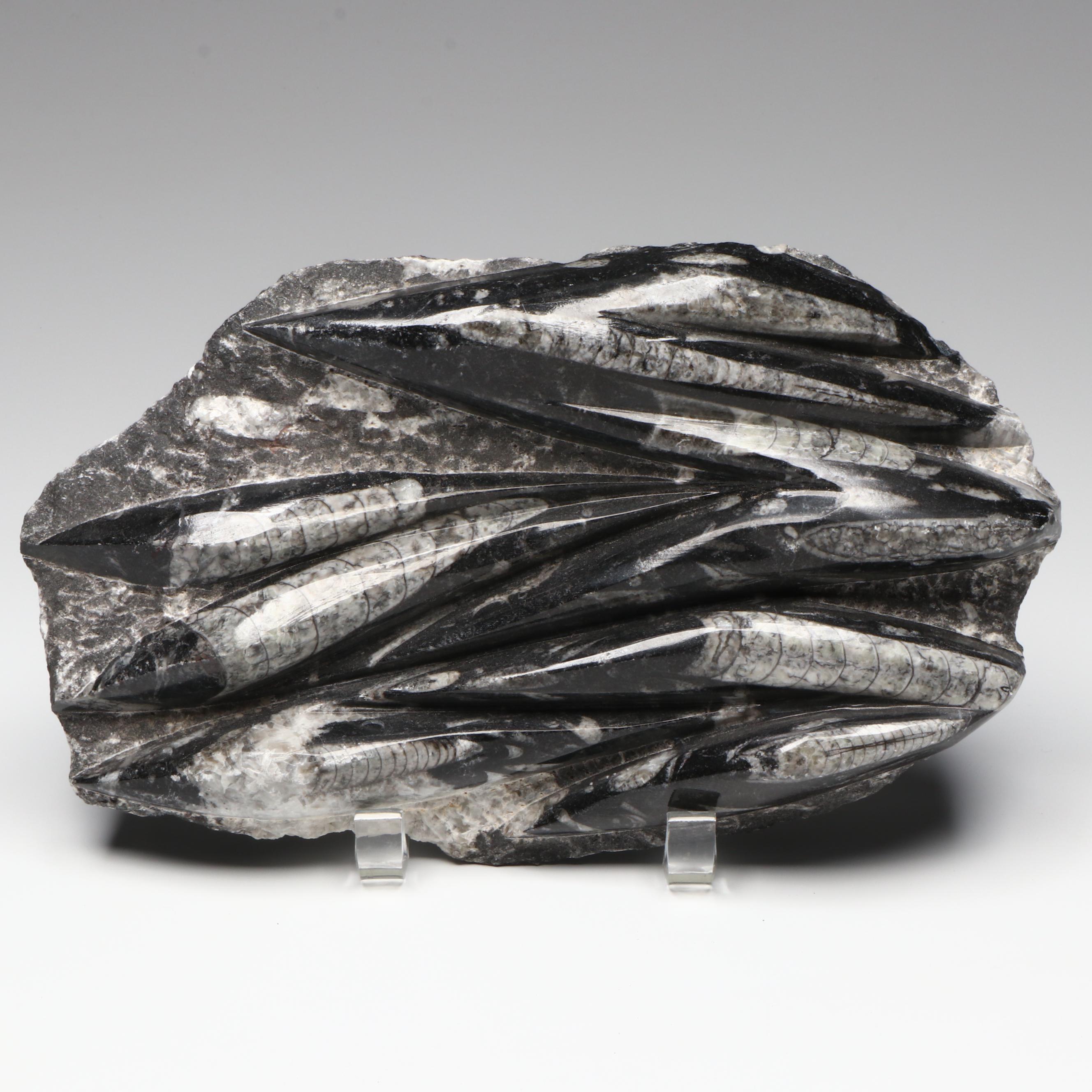 Orthoconic Cephalopod Specimen Carved and Polished Slab