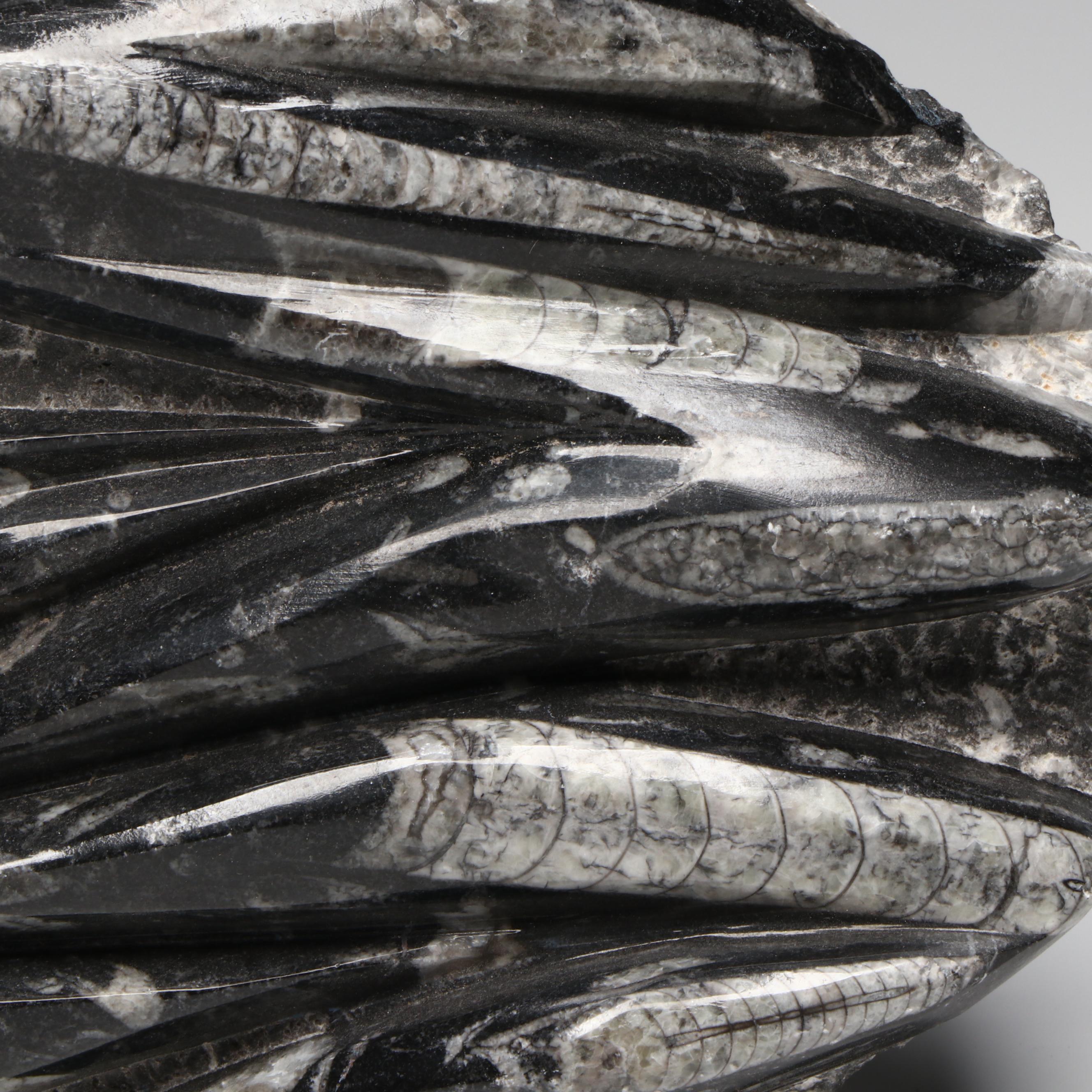 Orthoconic Cephalopod Specimen Carved and Polished Slab