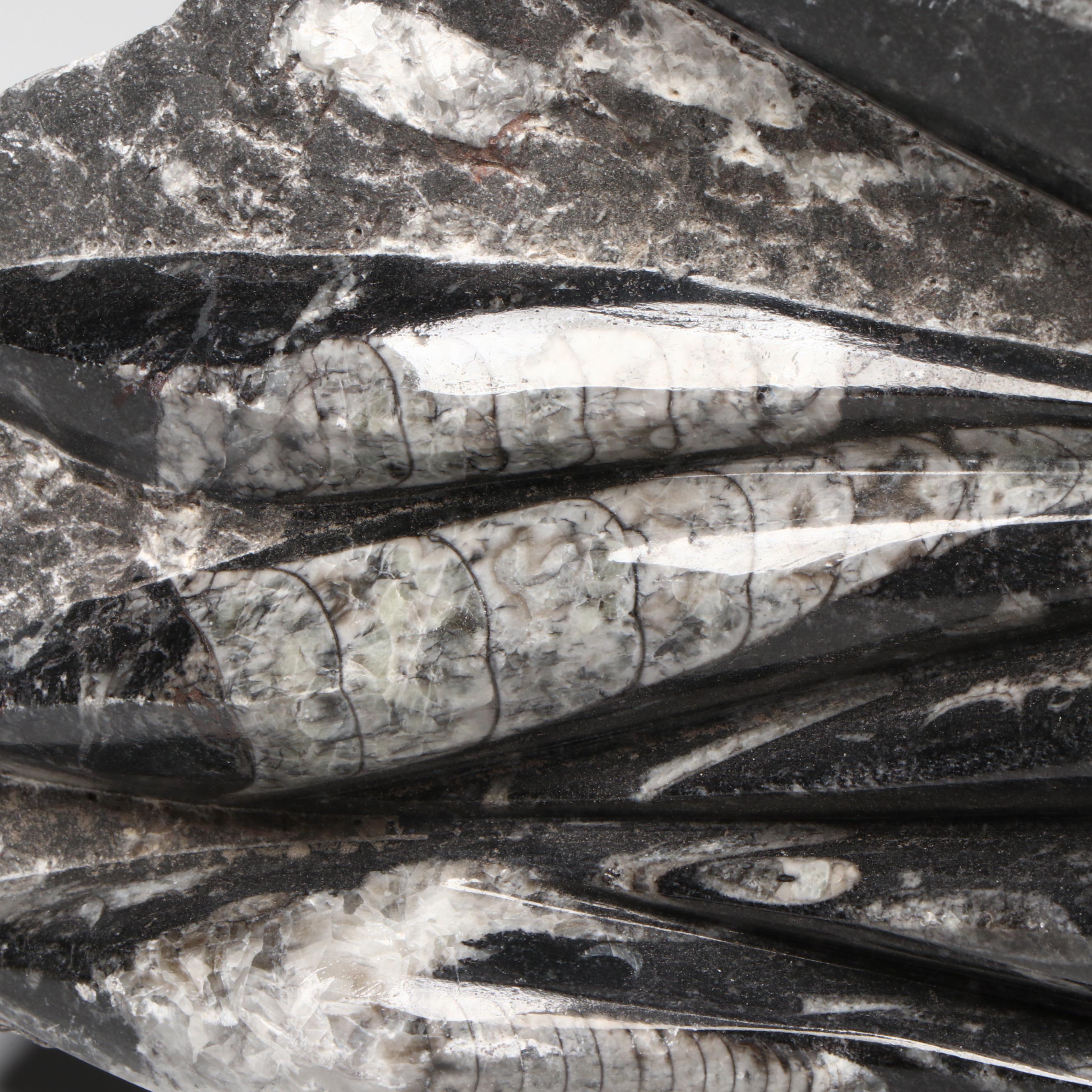 Orthoconic Cephalopod Specimen Carved and Polished Slab