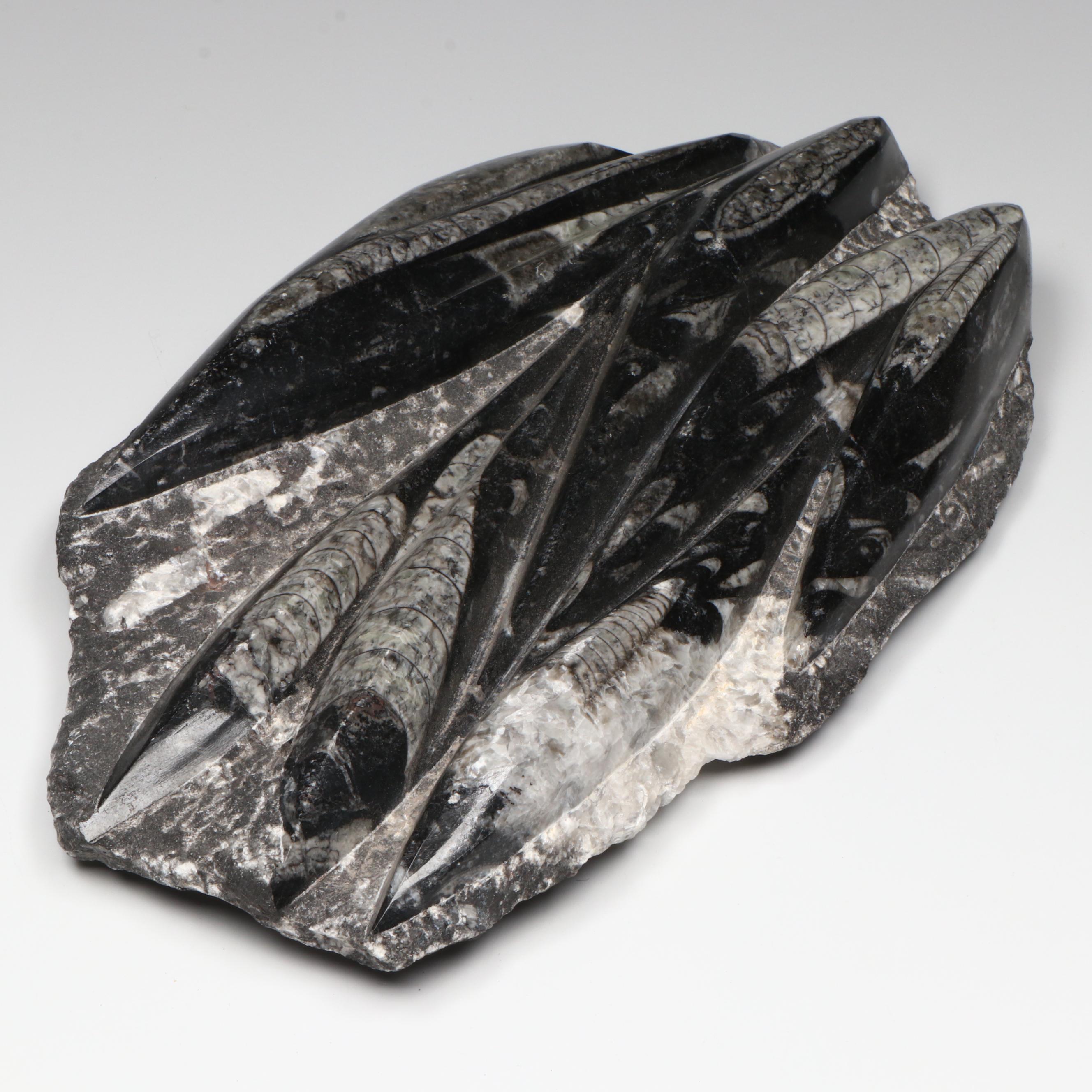 Orthoconic Cephalopod Specimen Carved and Polished Slab