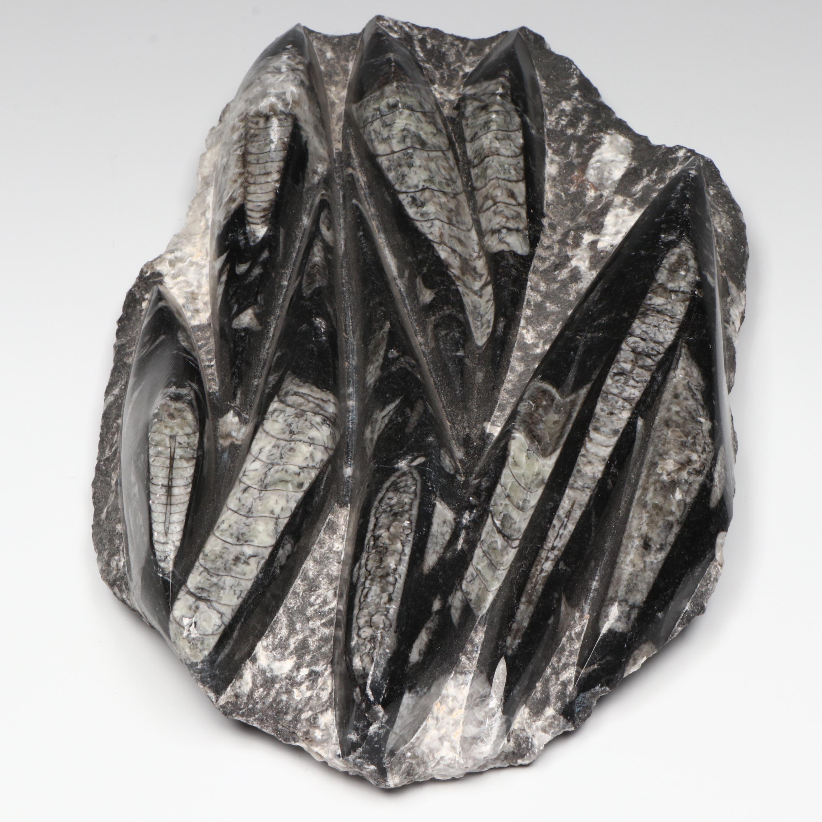 Orthoconic Cephalopod Specimen Carved and Polished Slab