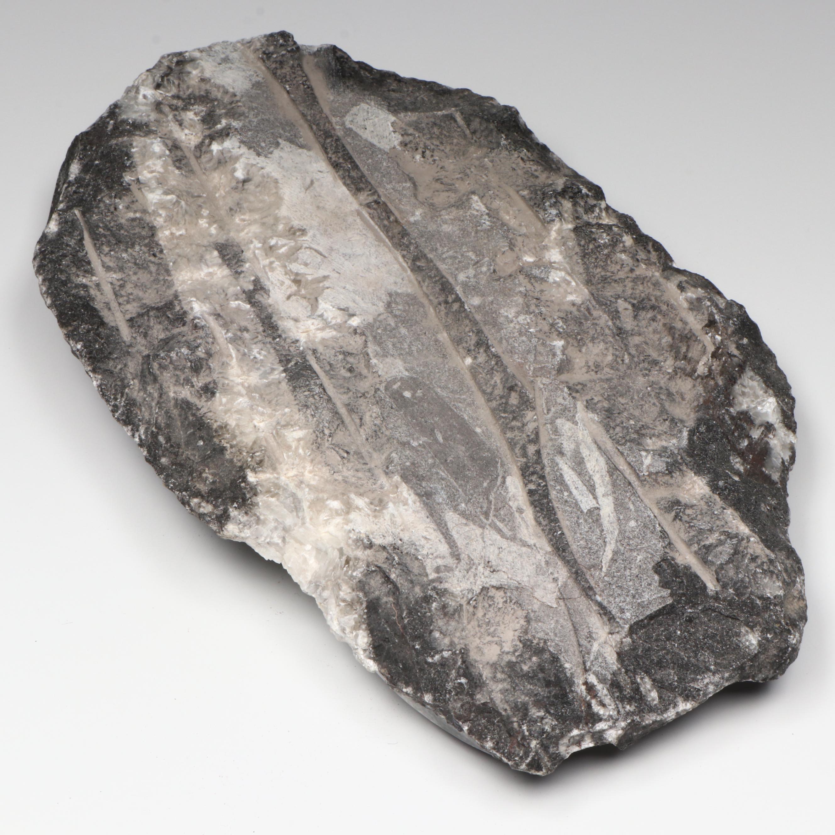 Orthoconic Cephalopod Specimen Carved and Polished Slab