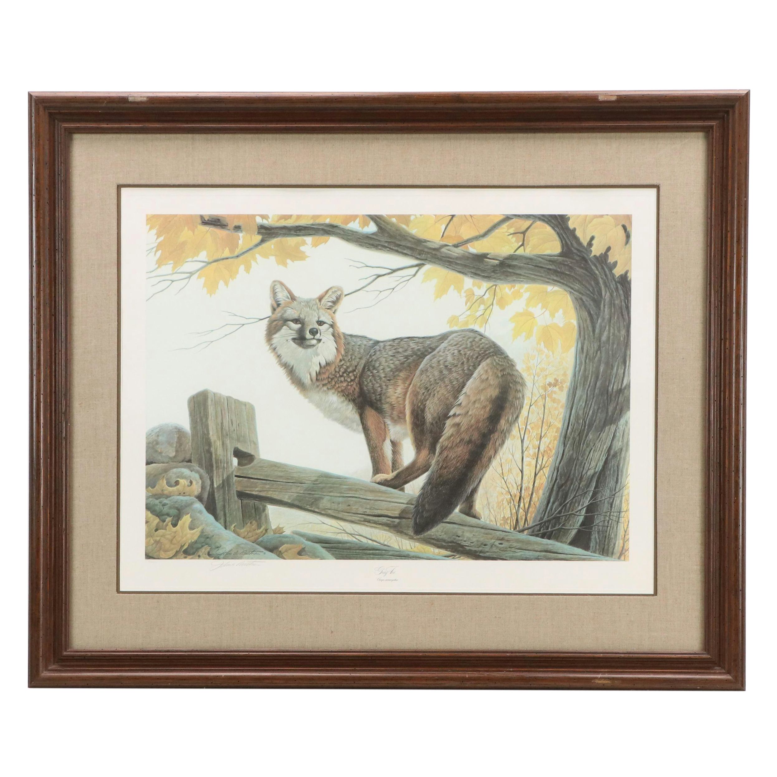 John A. Ruthven Offset Lithograph "Gray Fox," Late 20th Century