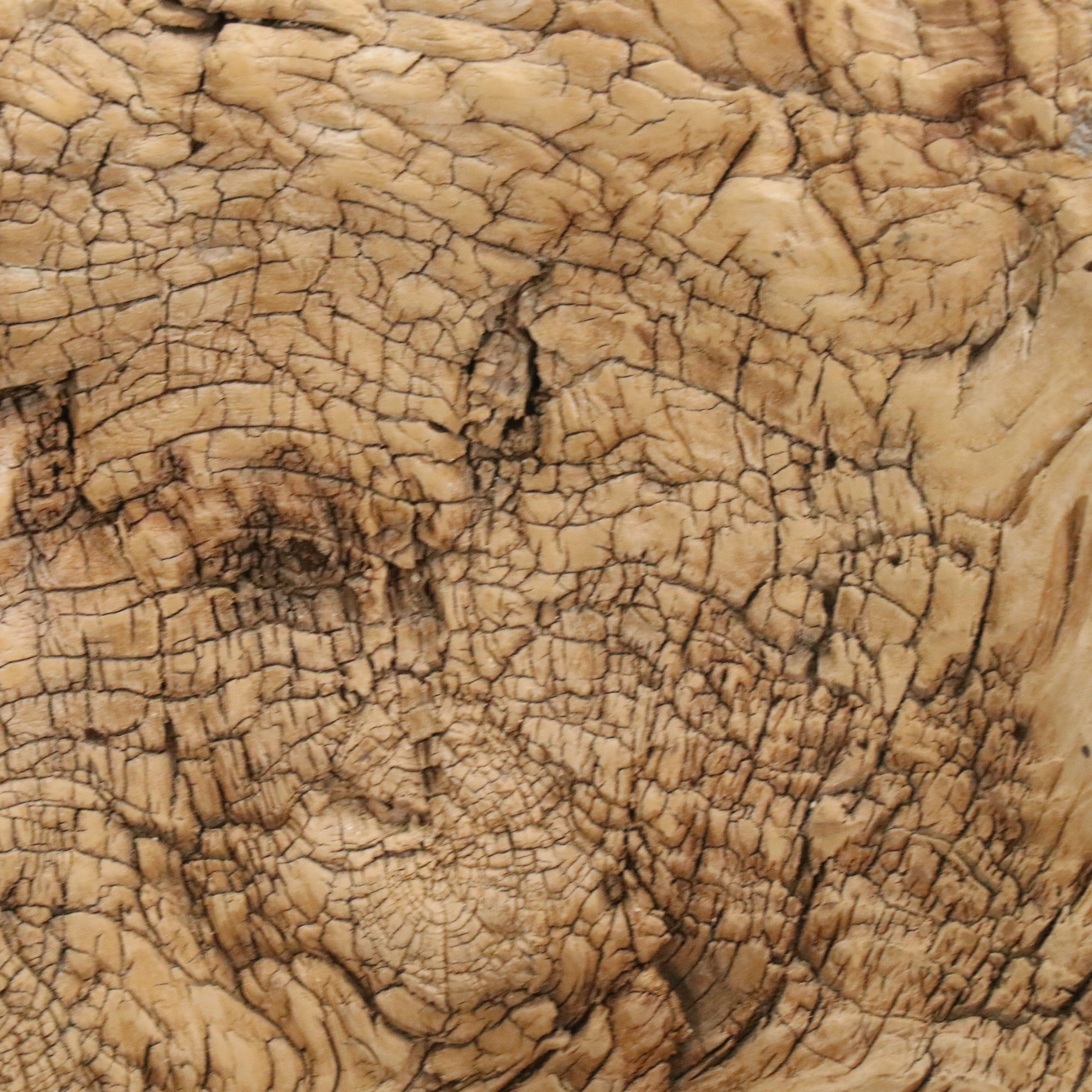 Natural Root Burl Planter