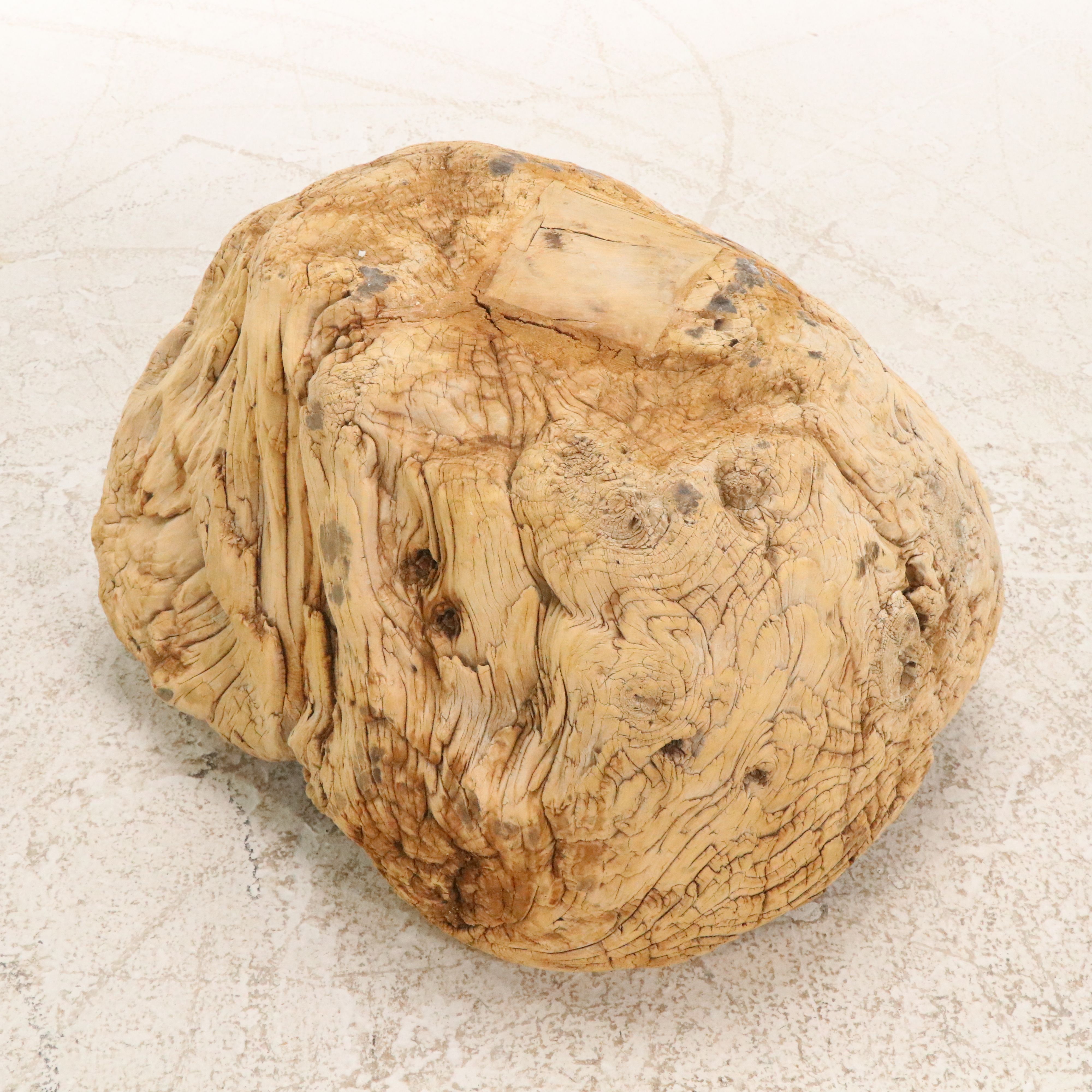 Natural Root Burl Planter