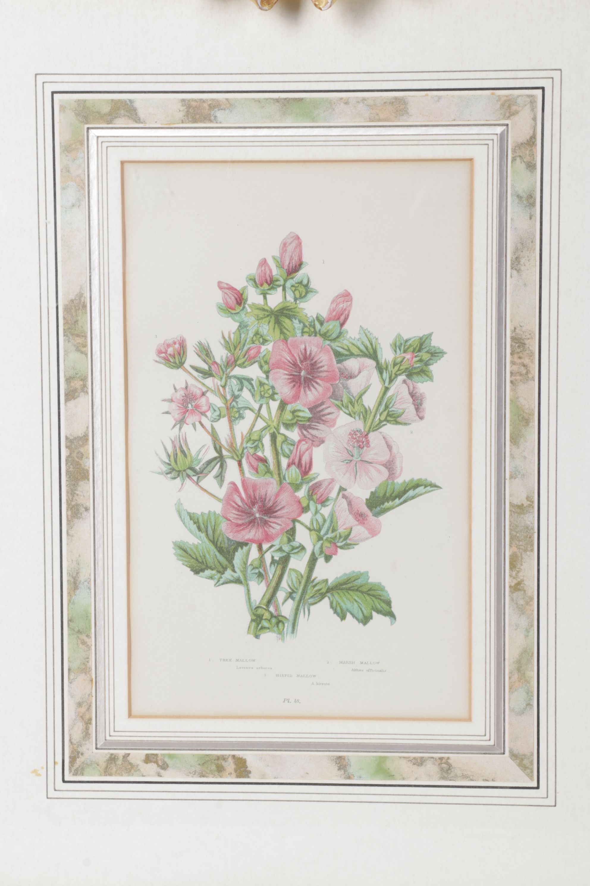 Anne Pratt Chromolithographs of Various Mallows, Mid-19th Century