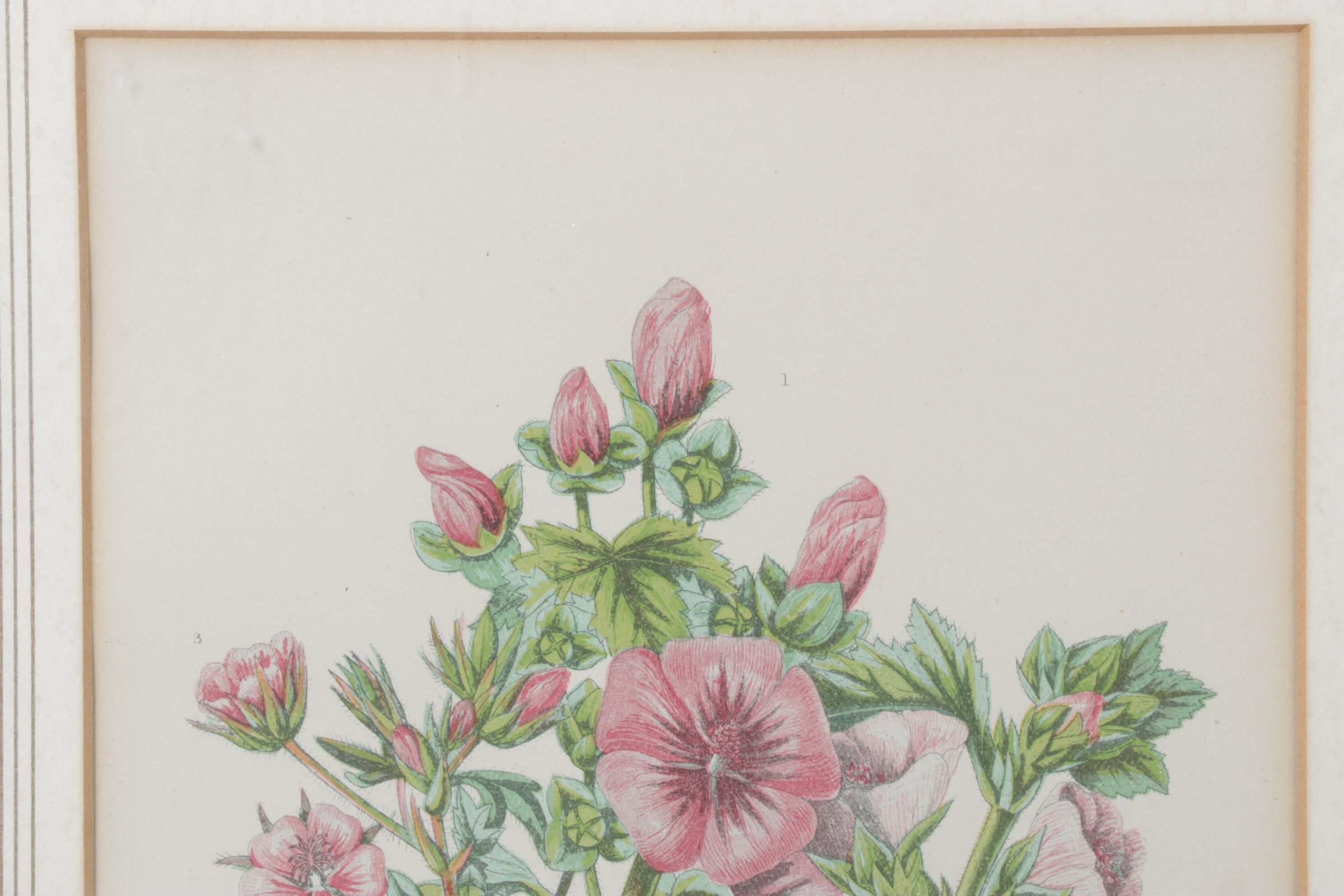 Anne Pratt Chromolithographs of Various Mallows, Mid-19th Century