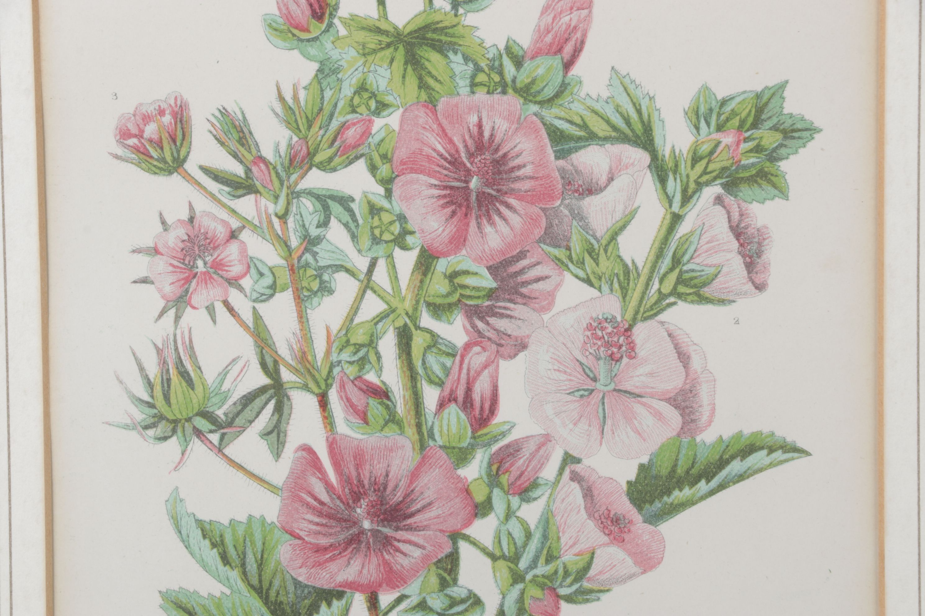 Anne Pratt Chromolithographs of Various Mallows, Mid-19th Century