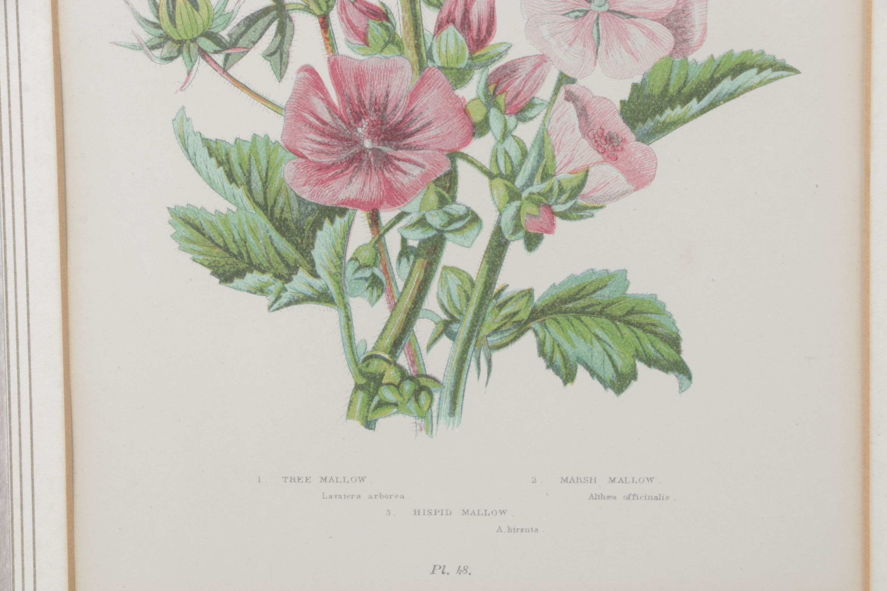 Anne Pratt Chromolithographs of Various Mallows, Mid-19th Century