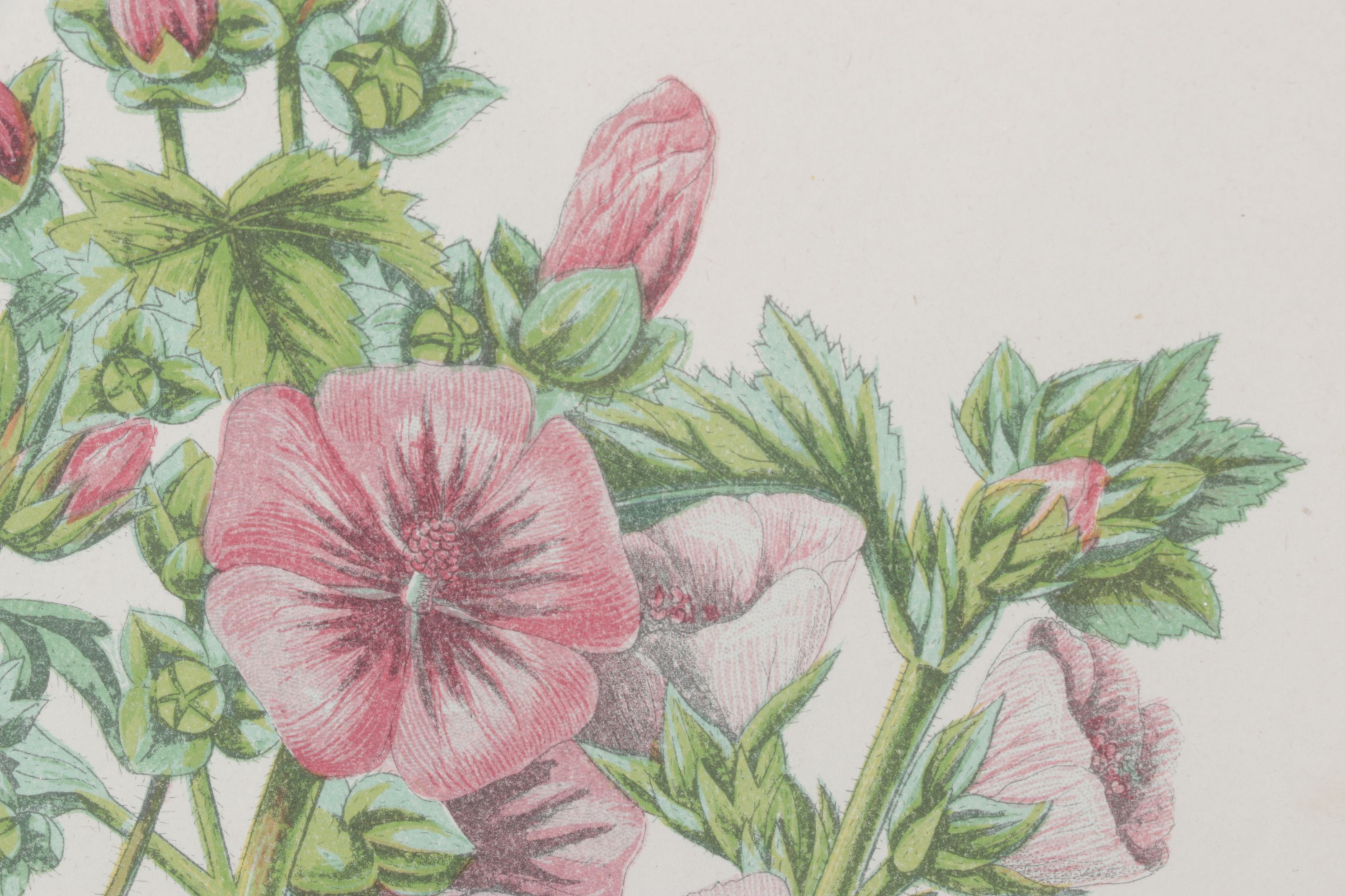 Anne Pratt Chromolithographs of Various Mallows, Mid-19th Century