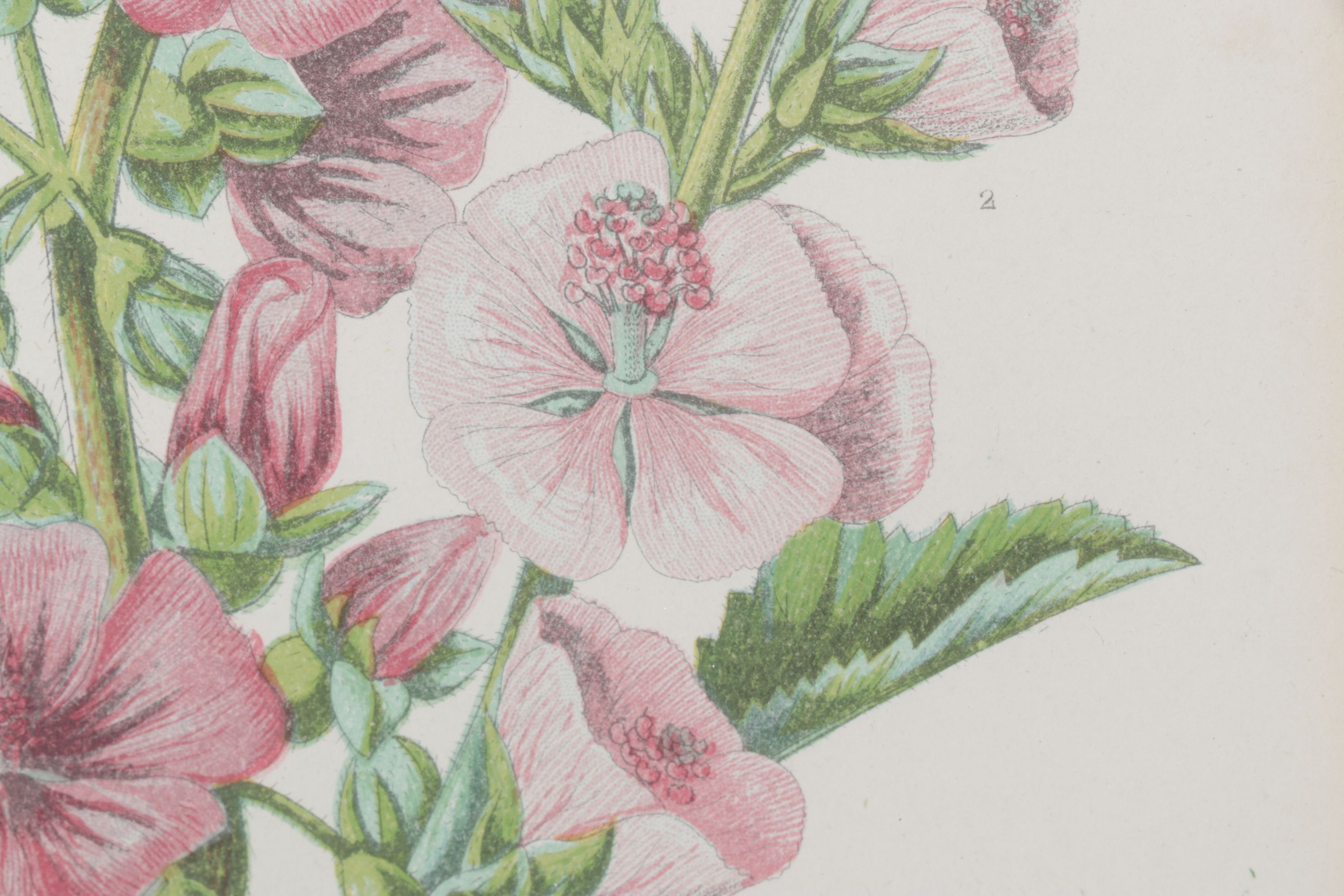 Anne Pratt Chromolithographs of Various Mallows, Mid-19th Century