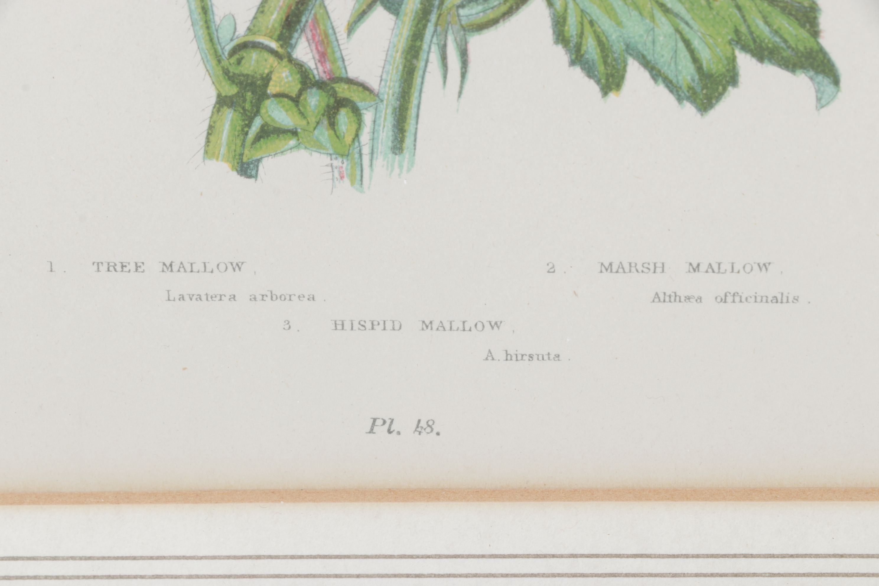 Anne Pratt Chromolithographs of Various Mallows, Mid-19th Century