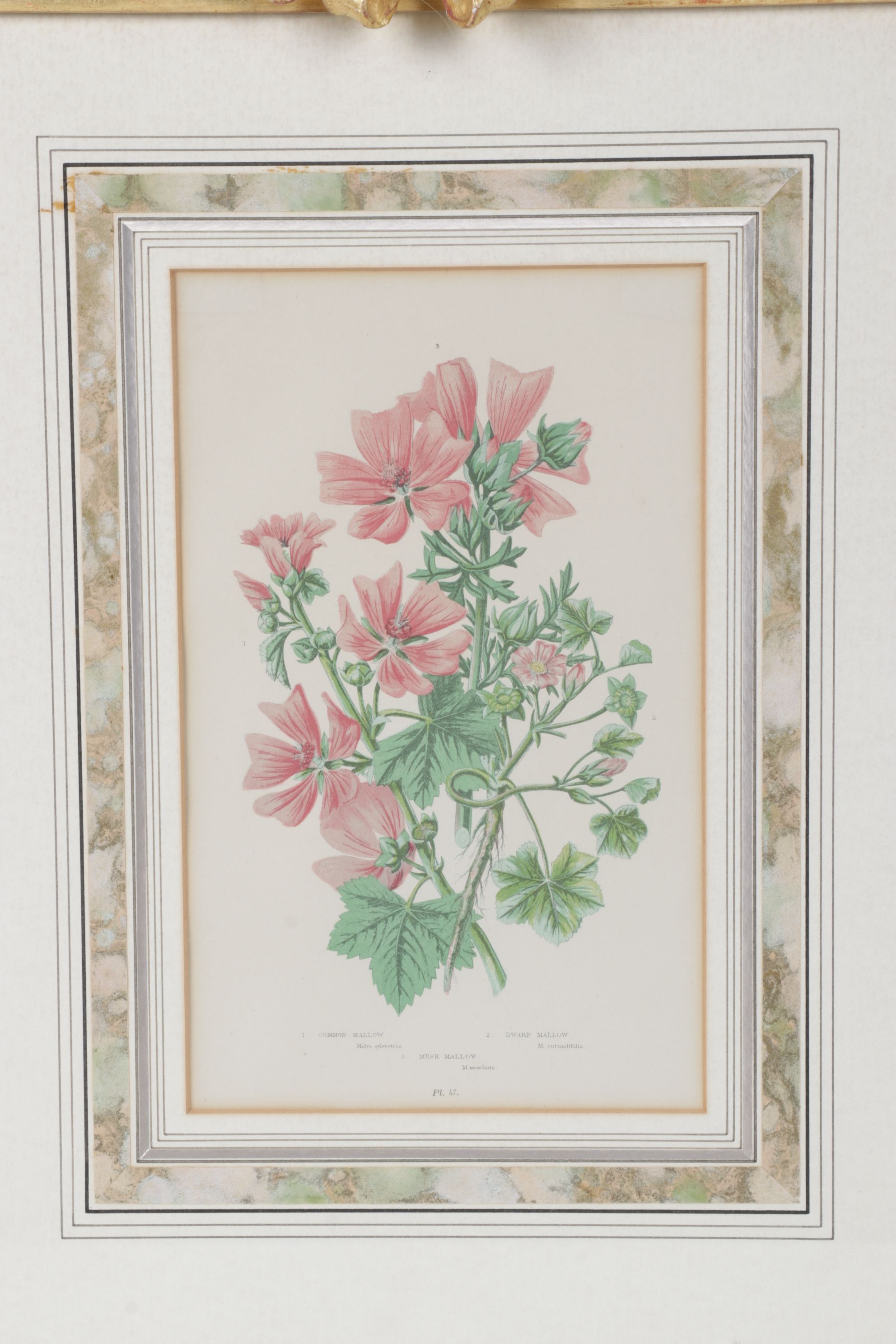 Anne Pratt Chromolithographs of Various Mallows, Mid-19th Century