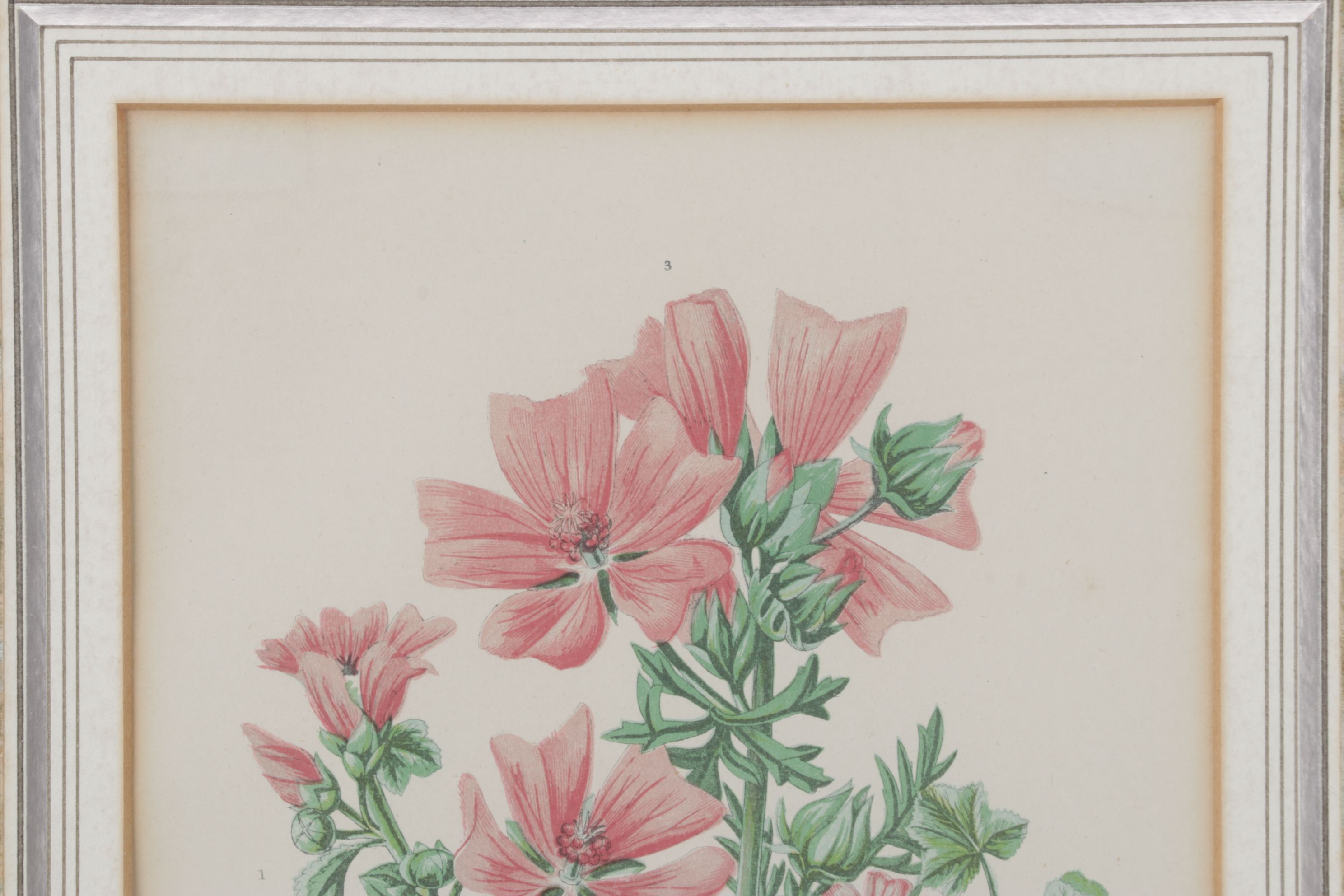 Anne Pratt Chromolithographs of Various Mallows, Mid-19th Century