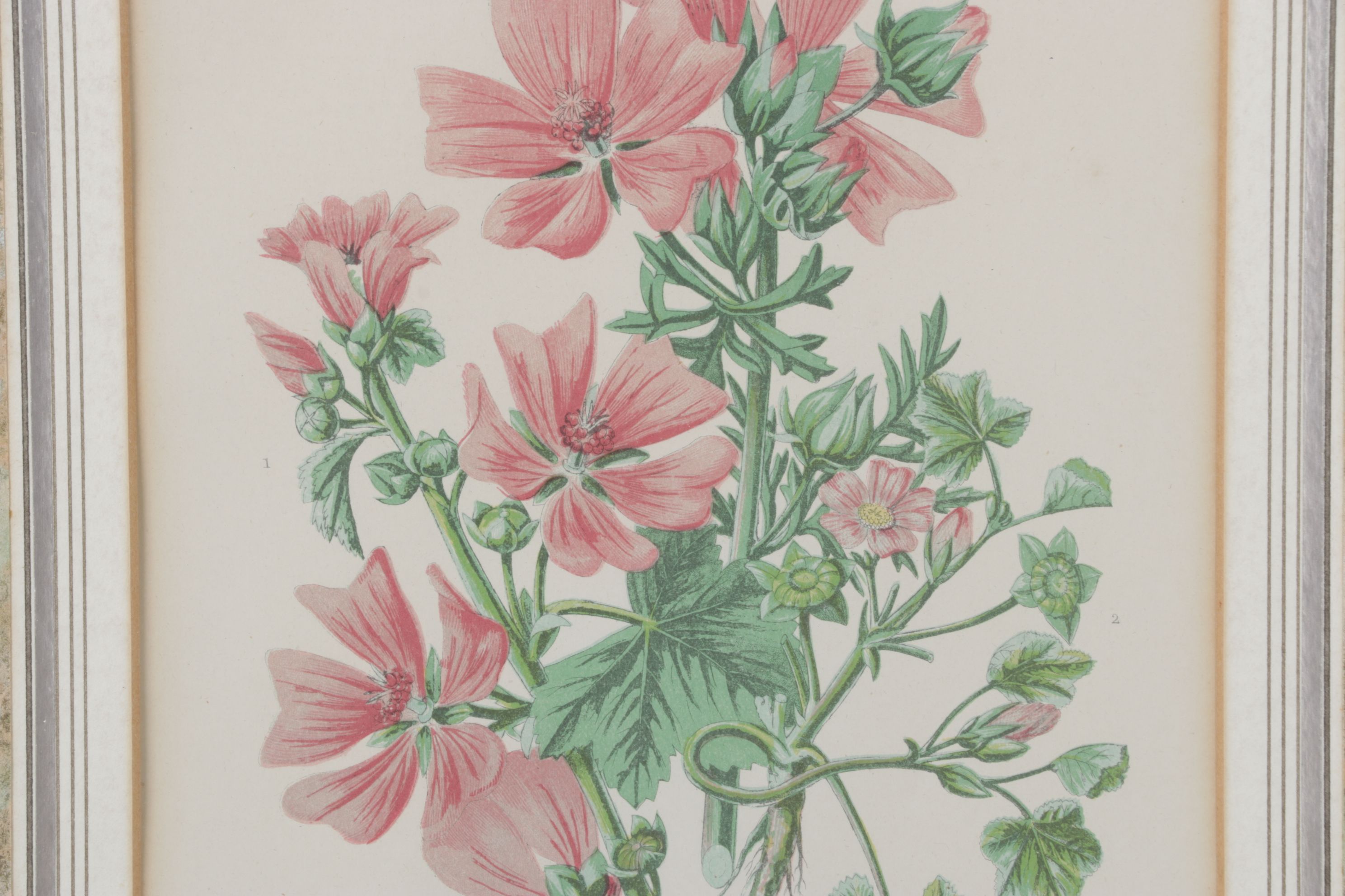 Anne Pratt Chromolithographs of Various Mallows, Mid-19th Century