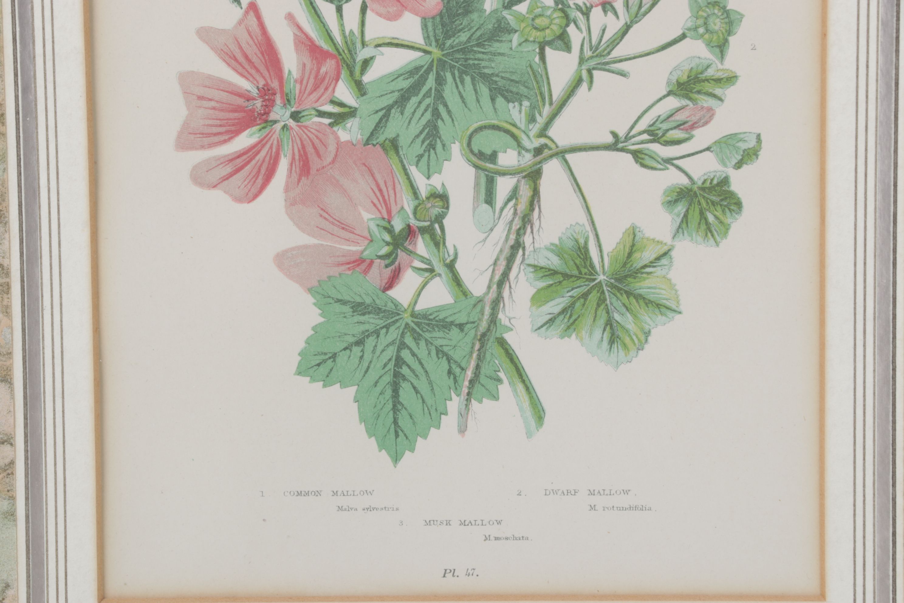 Anne Pratt Chromolithographs of Various Mallows, Mid-19th Century