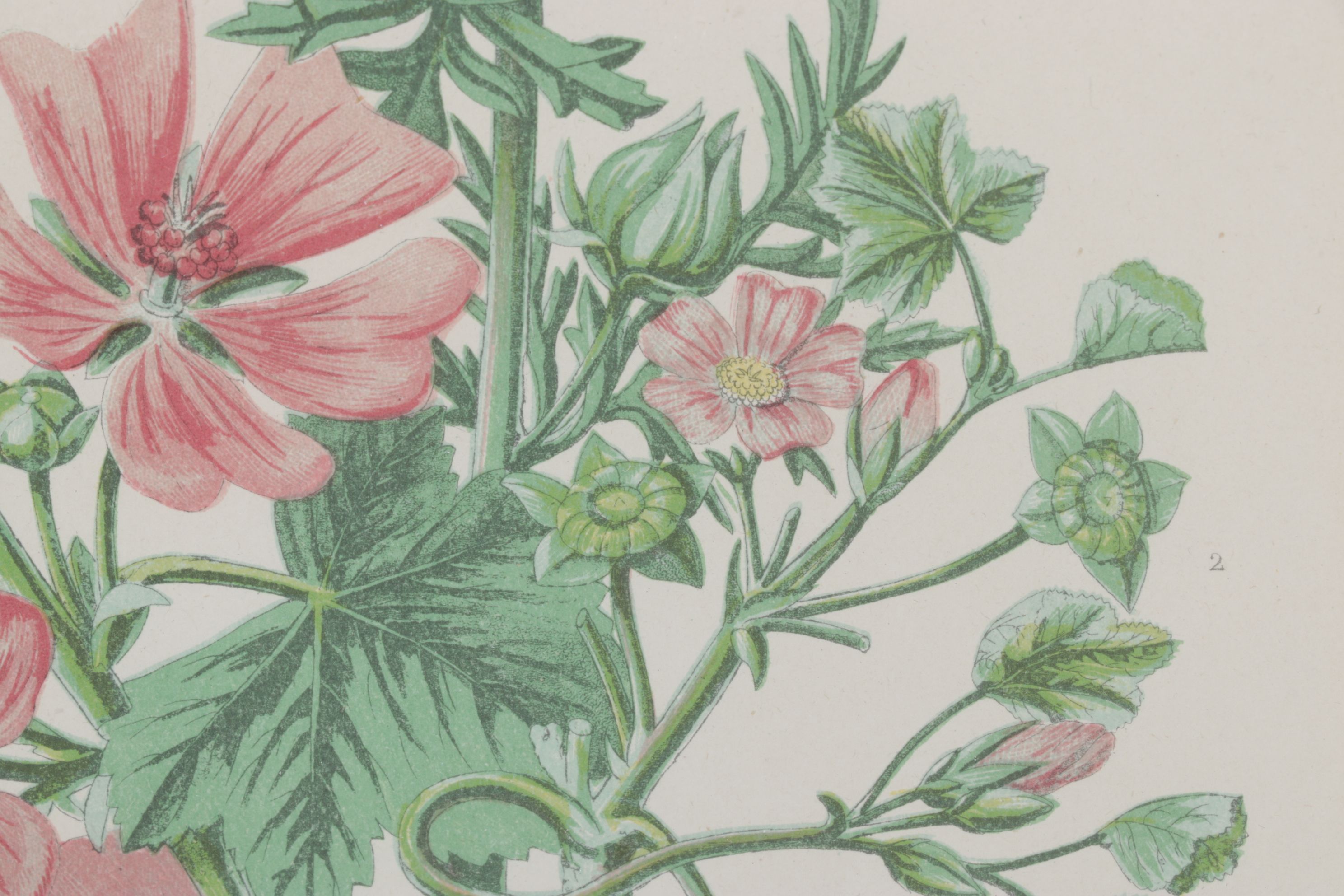 Anne Pratt Chromolithographs of Various Mallows, Mid-19th Century