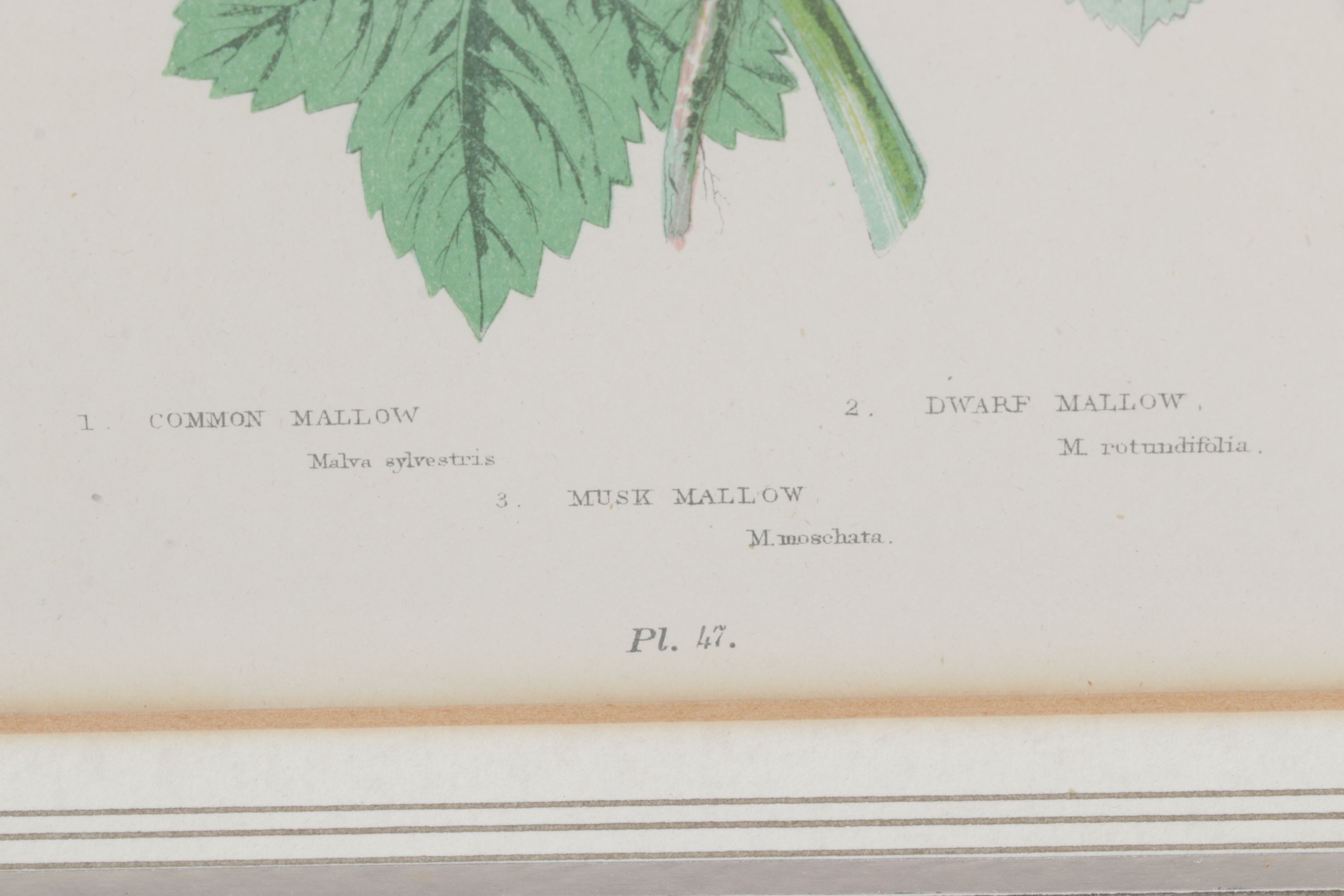 Anne Pratt Chromolithographs of Various Mallows, Mid-19th Century