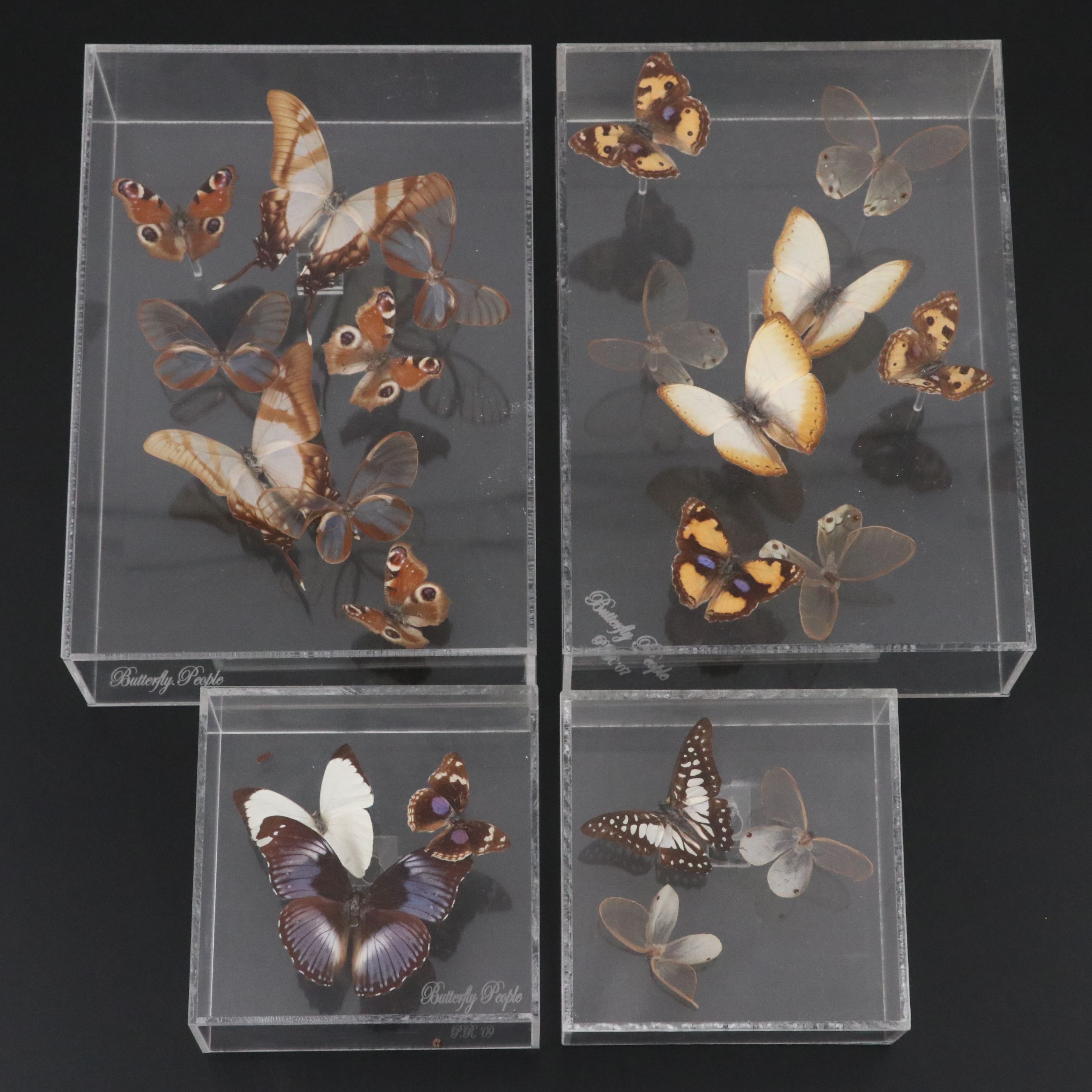 Blue Moon Butterfly and More Mounted Butterfly Specimens