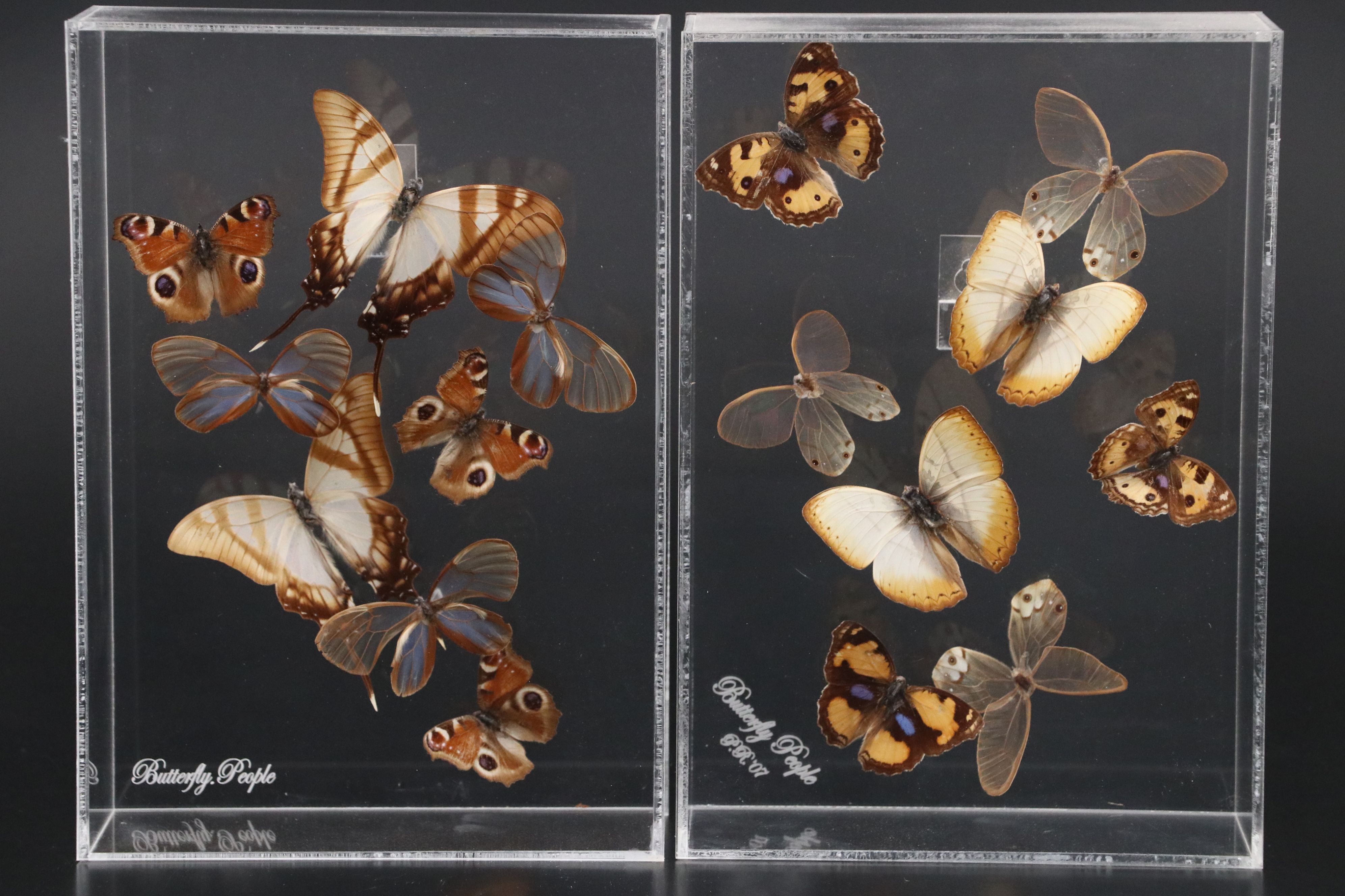 Blue Moon Butterfly and More Mounted Butterfly Specimens