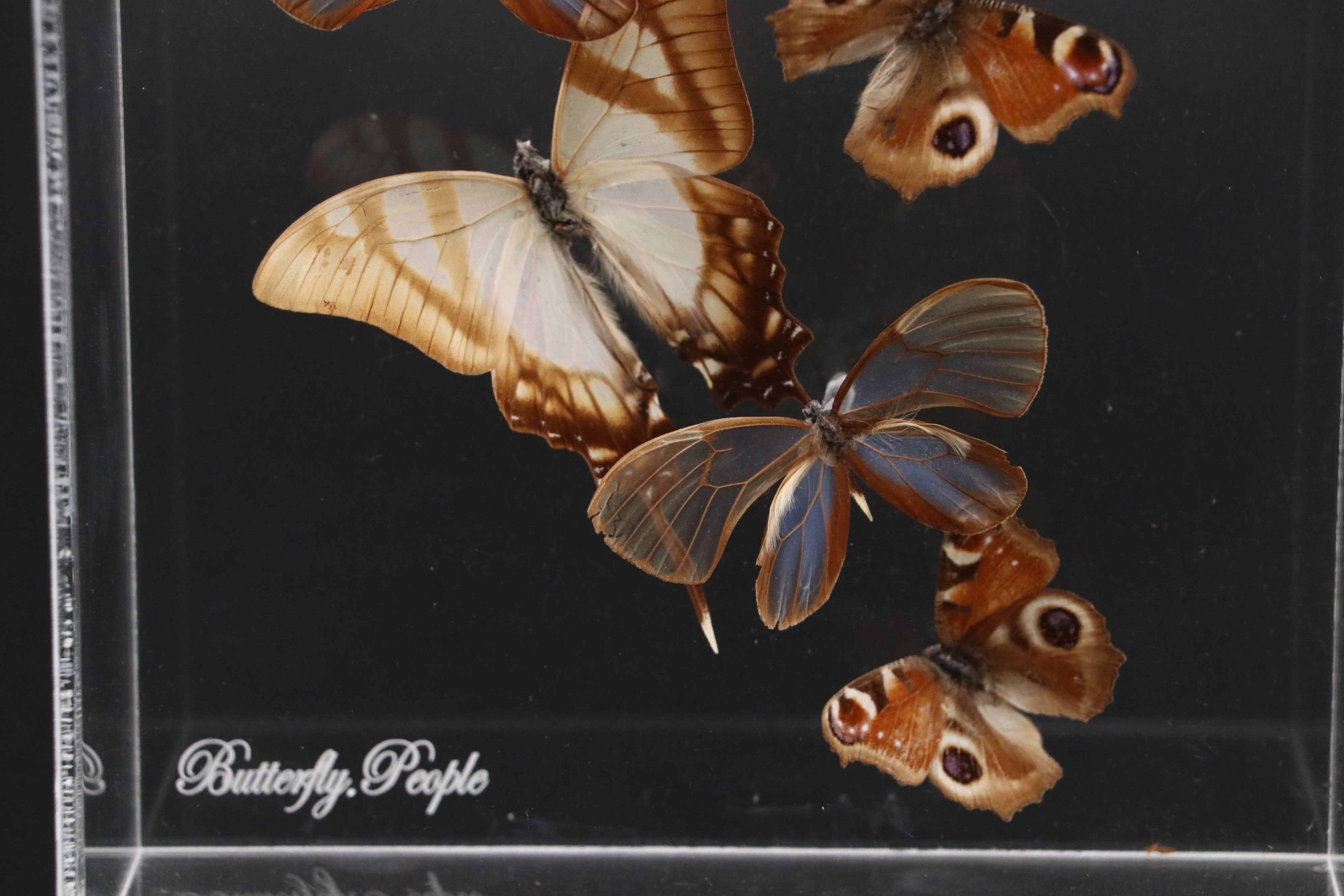 Blue Moon Butterfly and More Mounted Butterfly Specimens