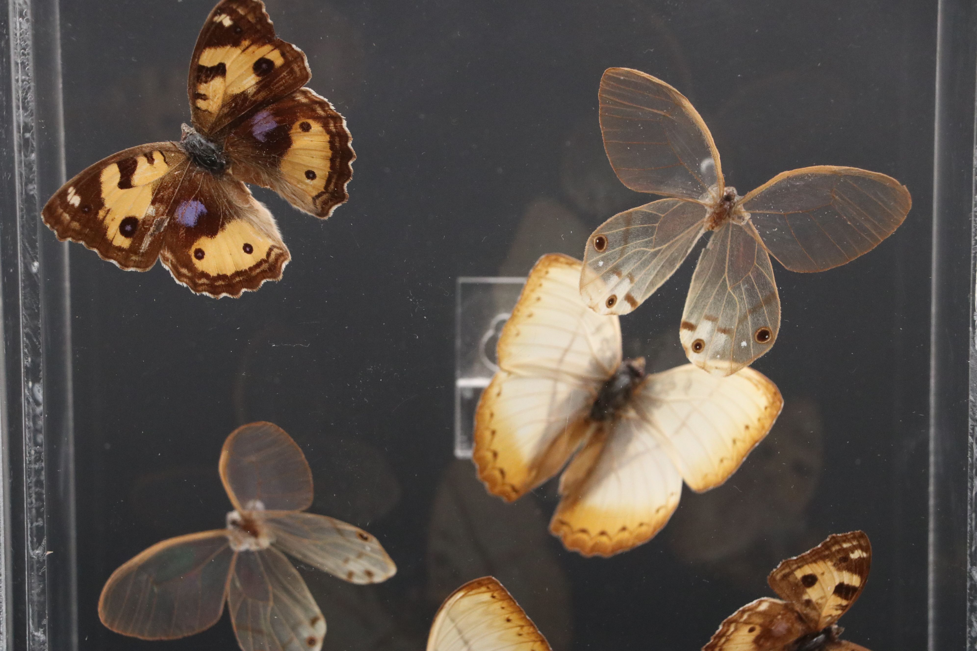 Blue Moon Butterfly and More Mounted Butterfly Specimens