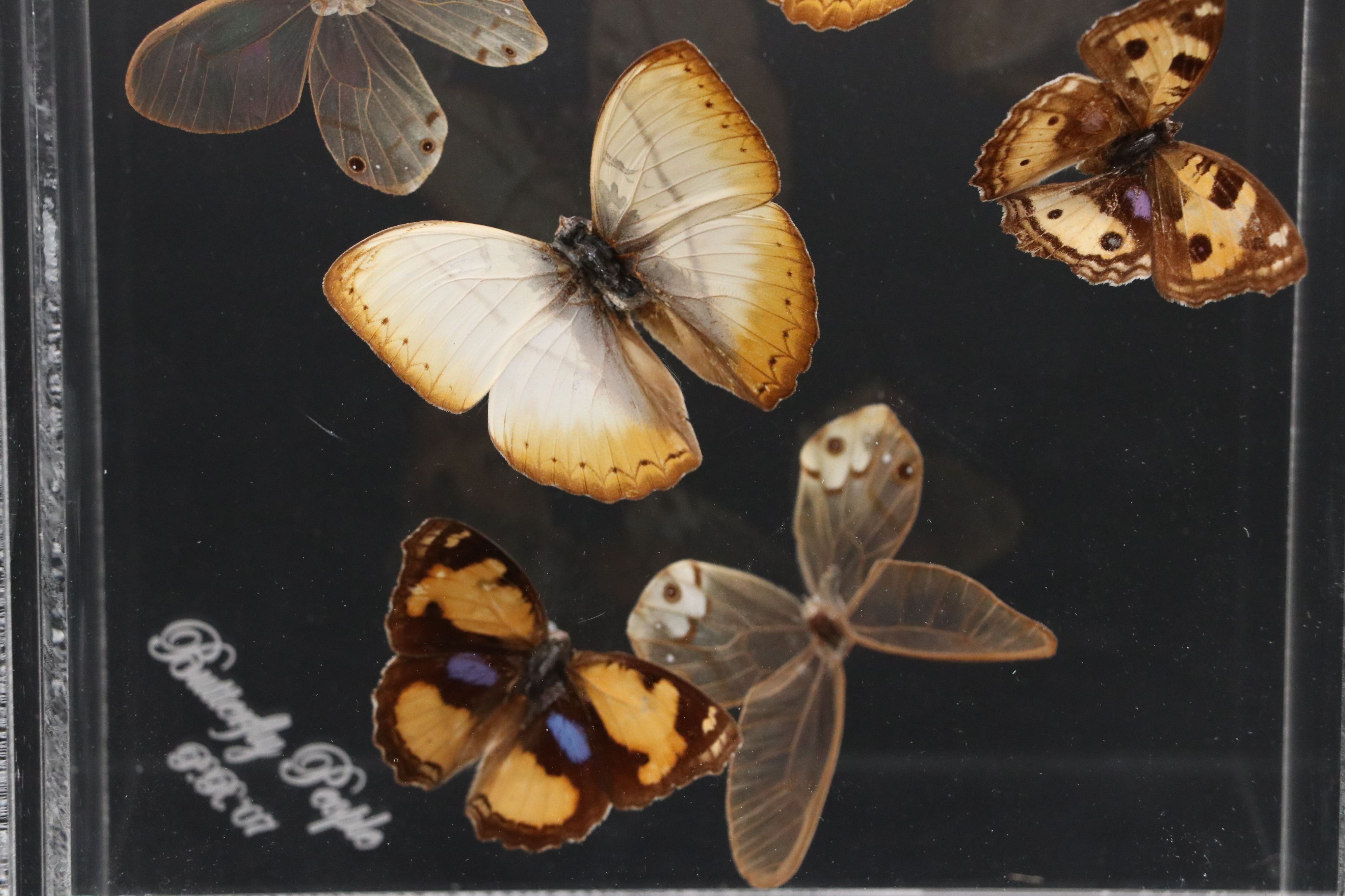 Blue Moon Butterfly and More Mounted Butterfly Specimens