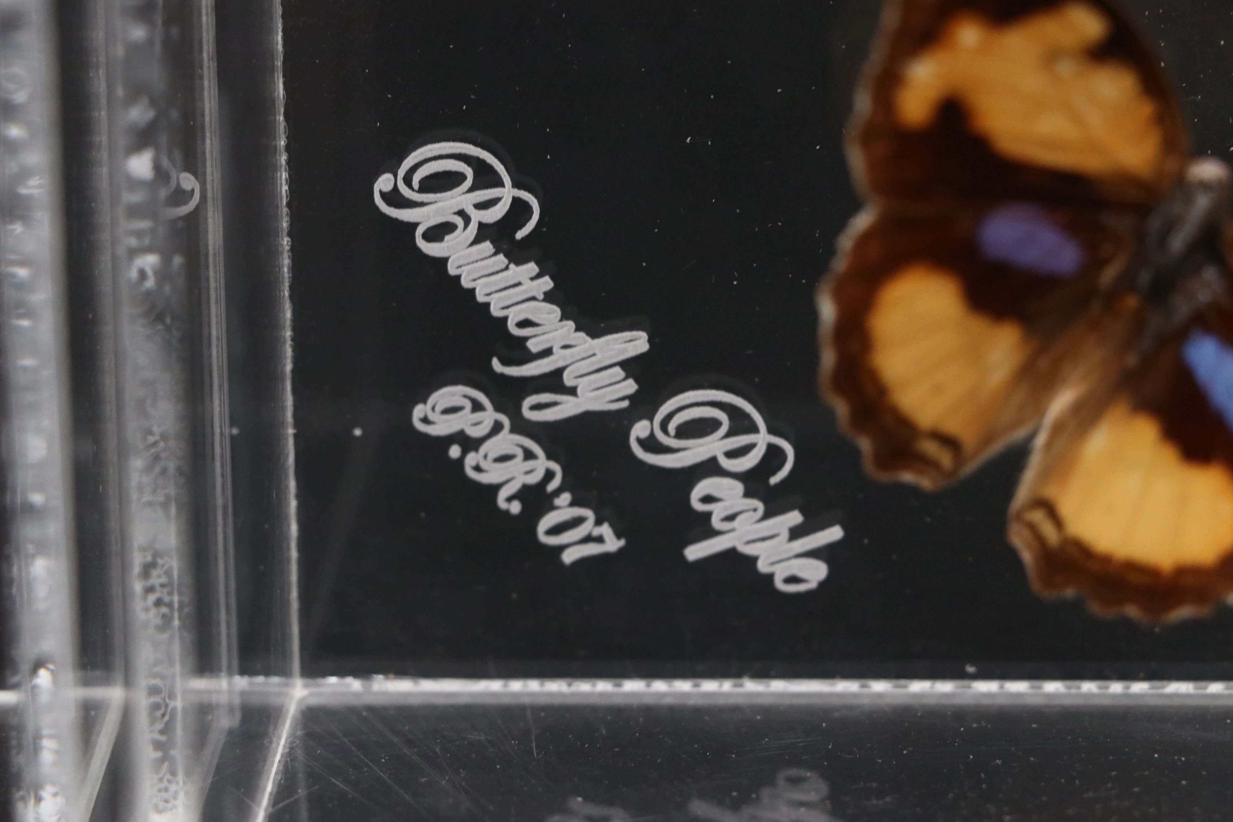 Blue Moon Butterfly and More Mounted Butterfly Specimens