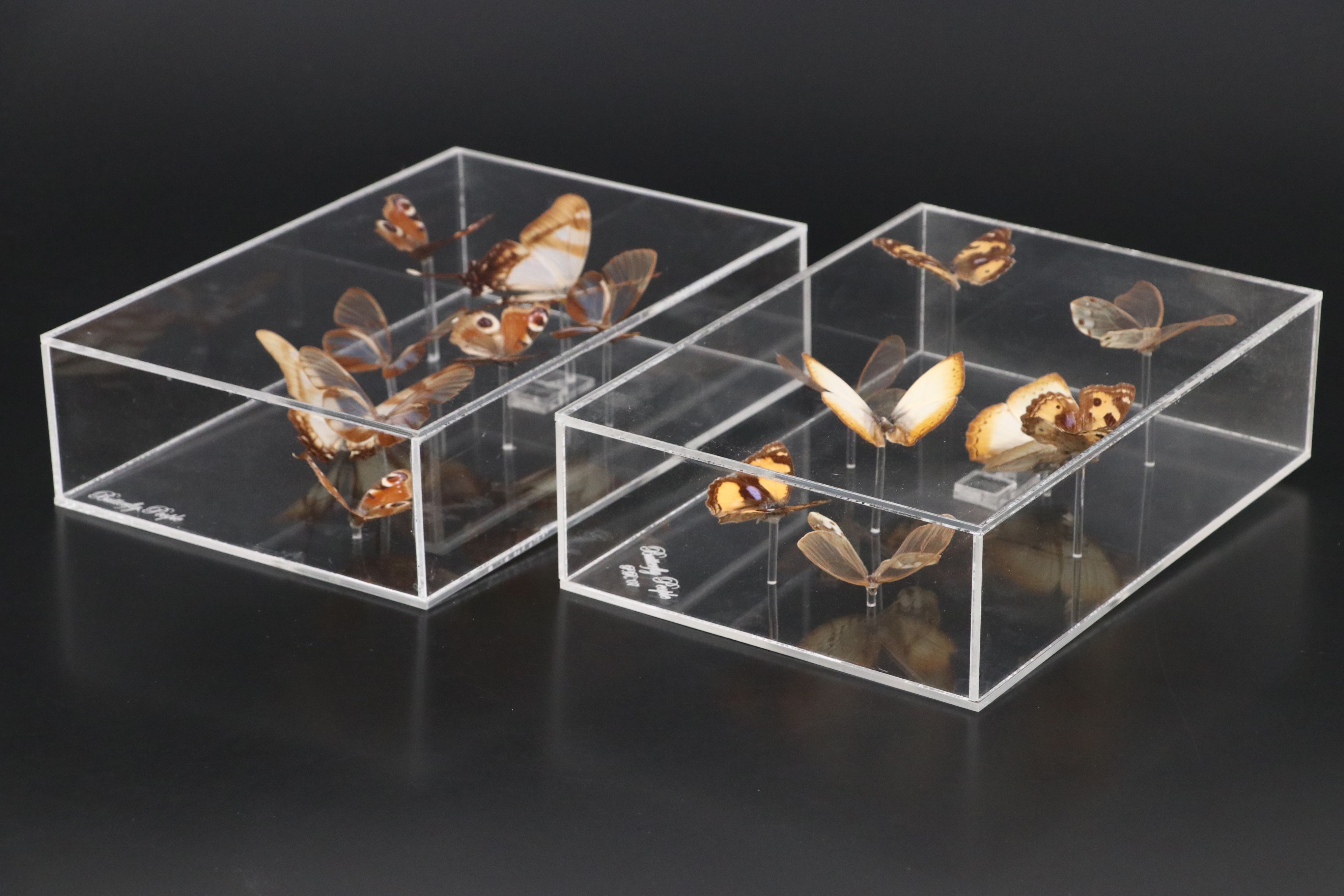 Blue Moon Butterfly and More Mounted Butterfly Specimens