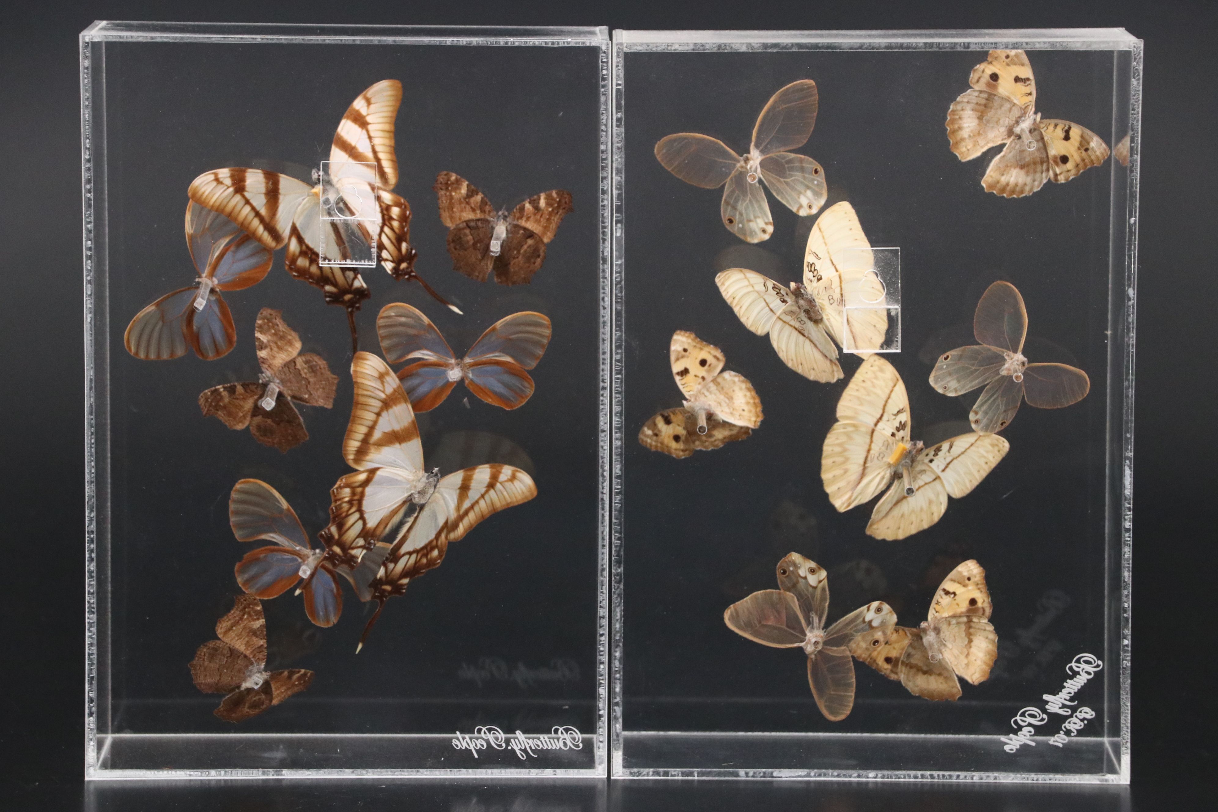 Blue Moon Butterfly and More Mounted Butterfly Specimens
