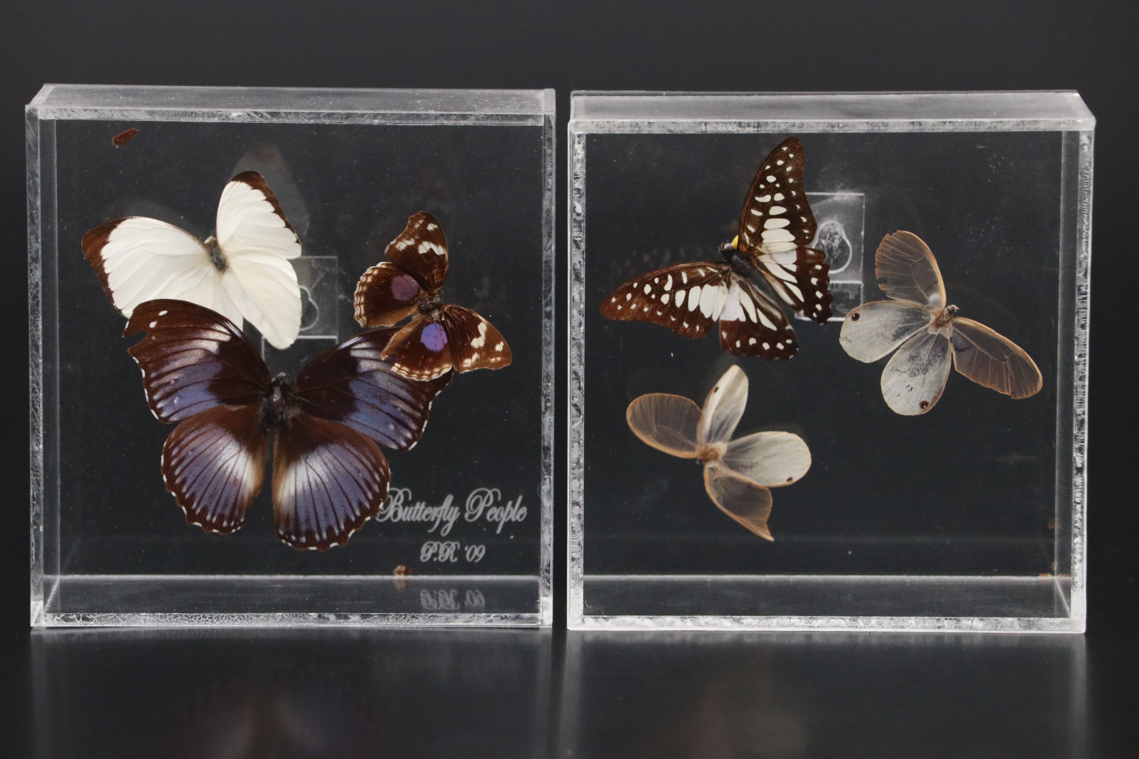 Blue Moon Butterfly and More Mounted Butterfly Specimens