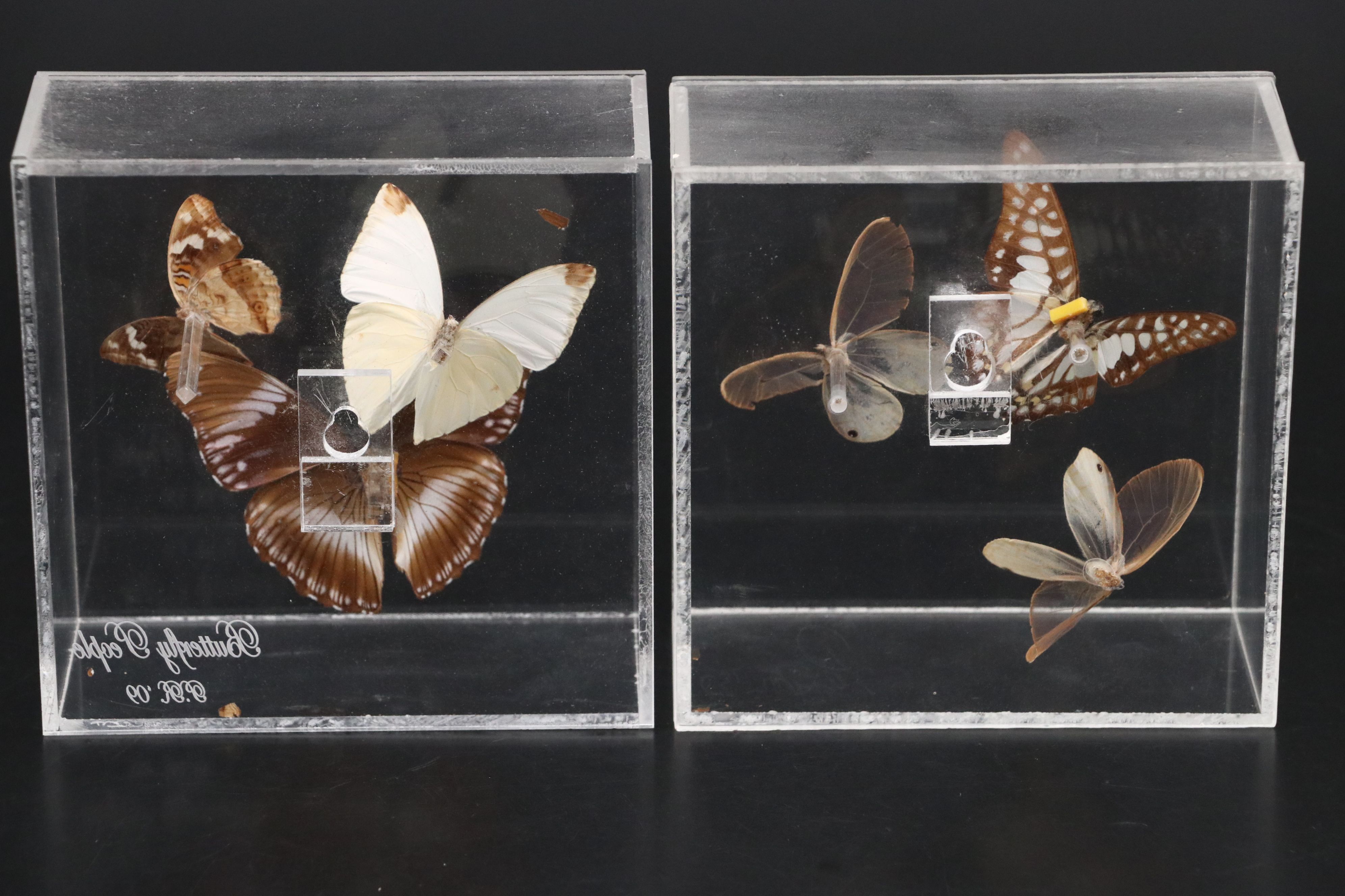 Blue Moon Butterfly and More Mounted Butterfly Specimens