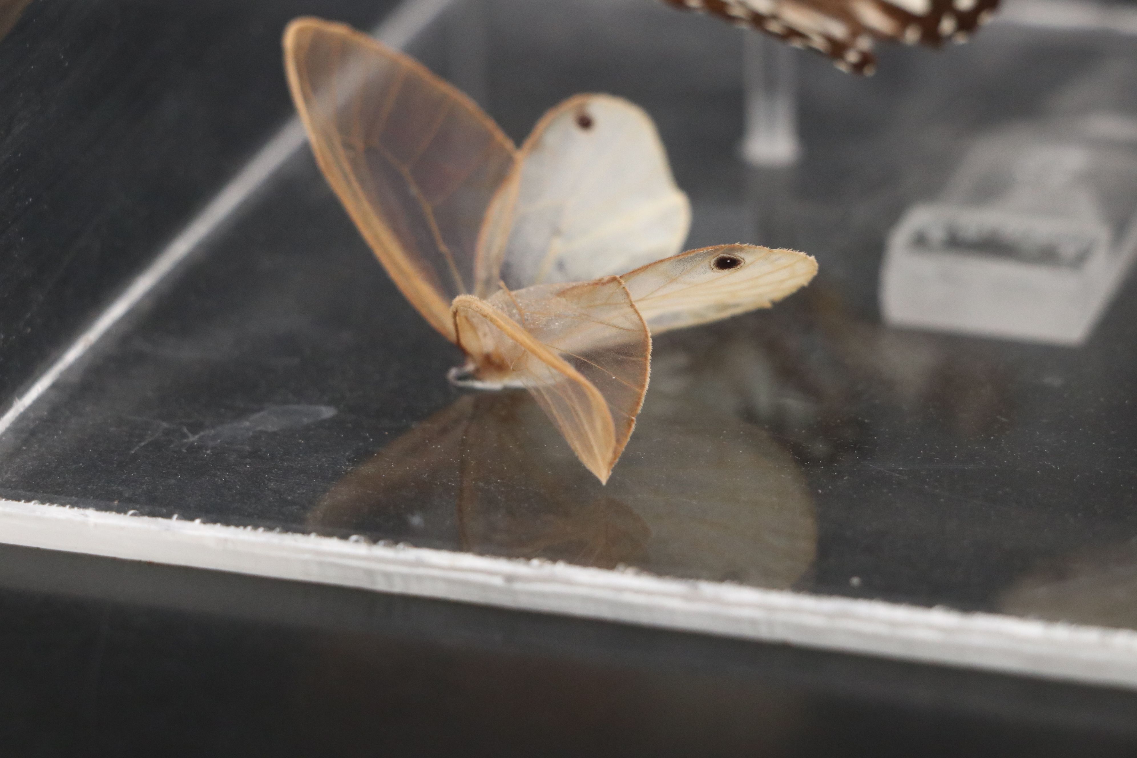 Blue Moon Butterfly and More Mounted Butterfly Specimens