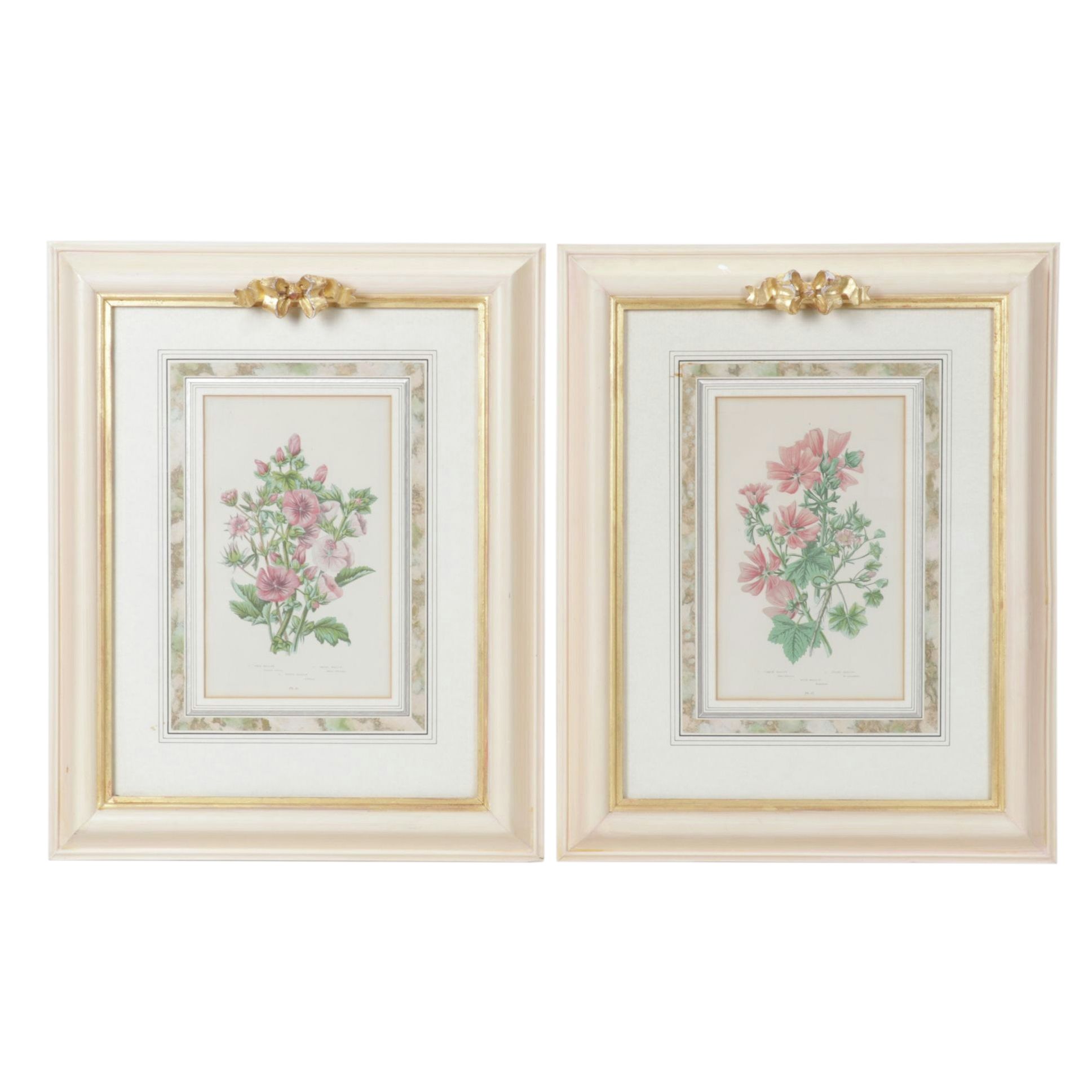 Anne Pratt Chromolithographs of Various Mallows, Mid-19th Century