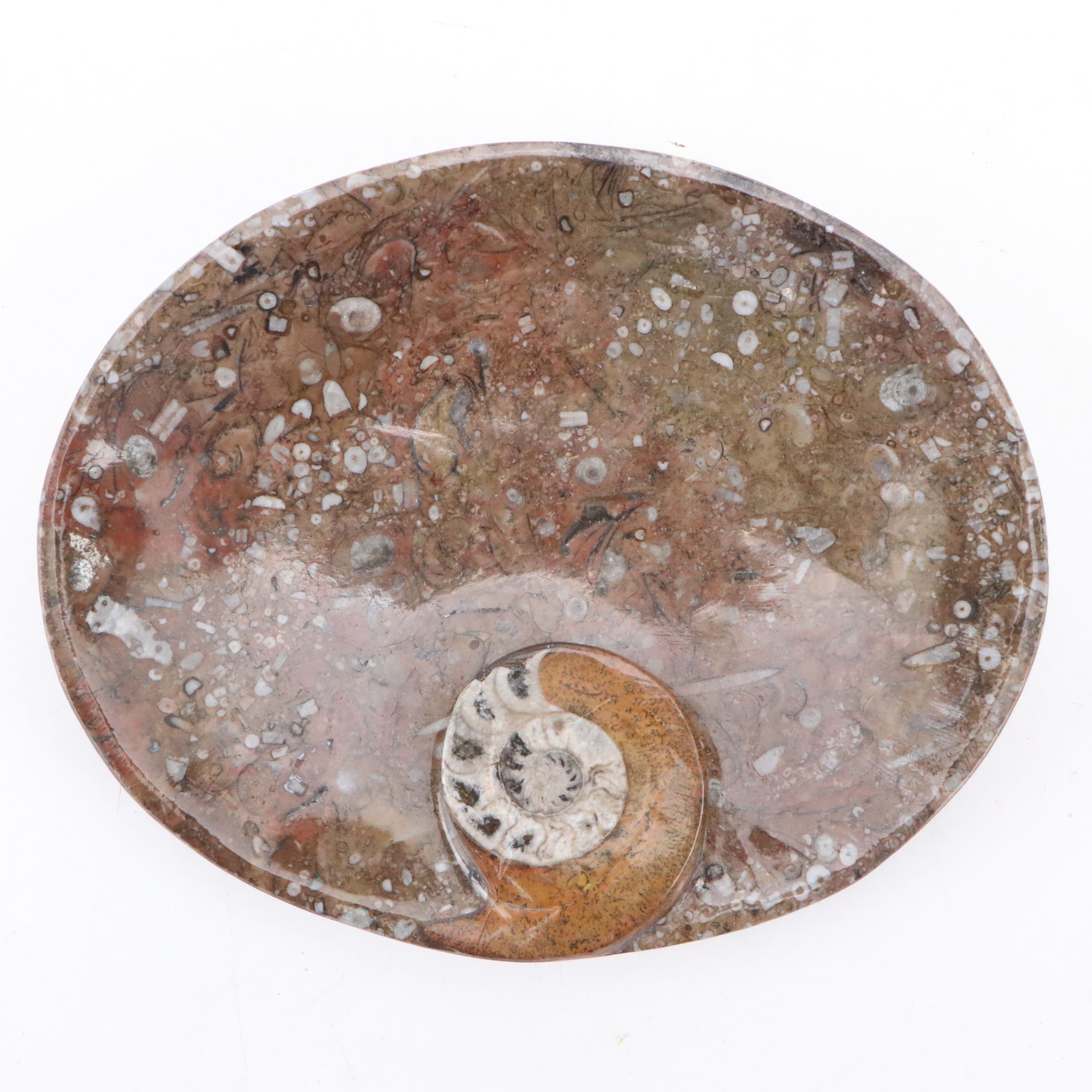 Goniatite Fossil Carved Oval Dishes