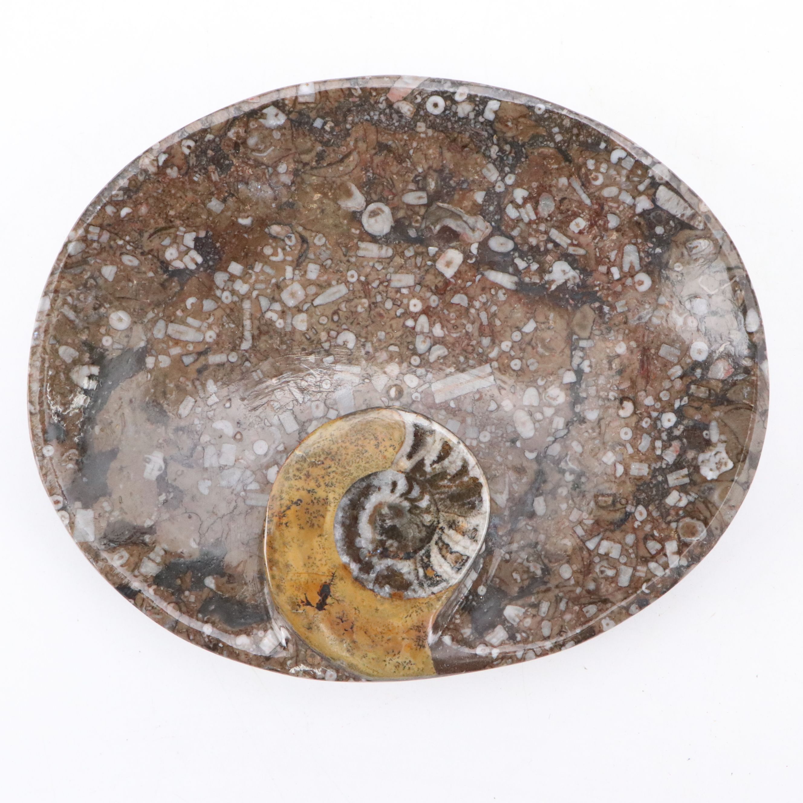 Goniatite Fossil Carved Oval Dishes