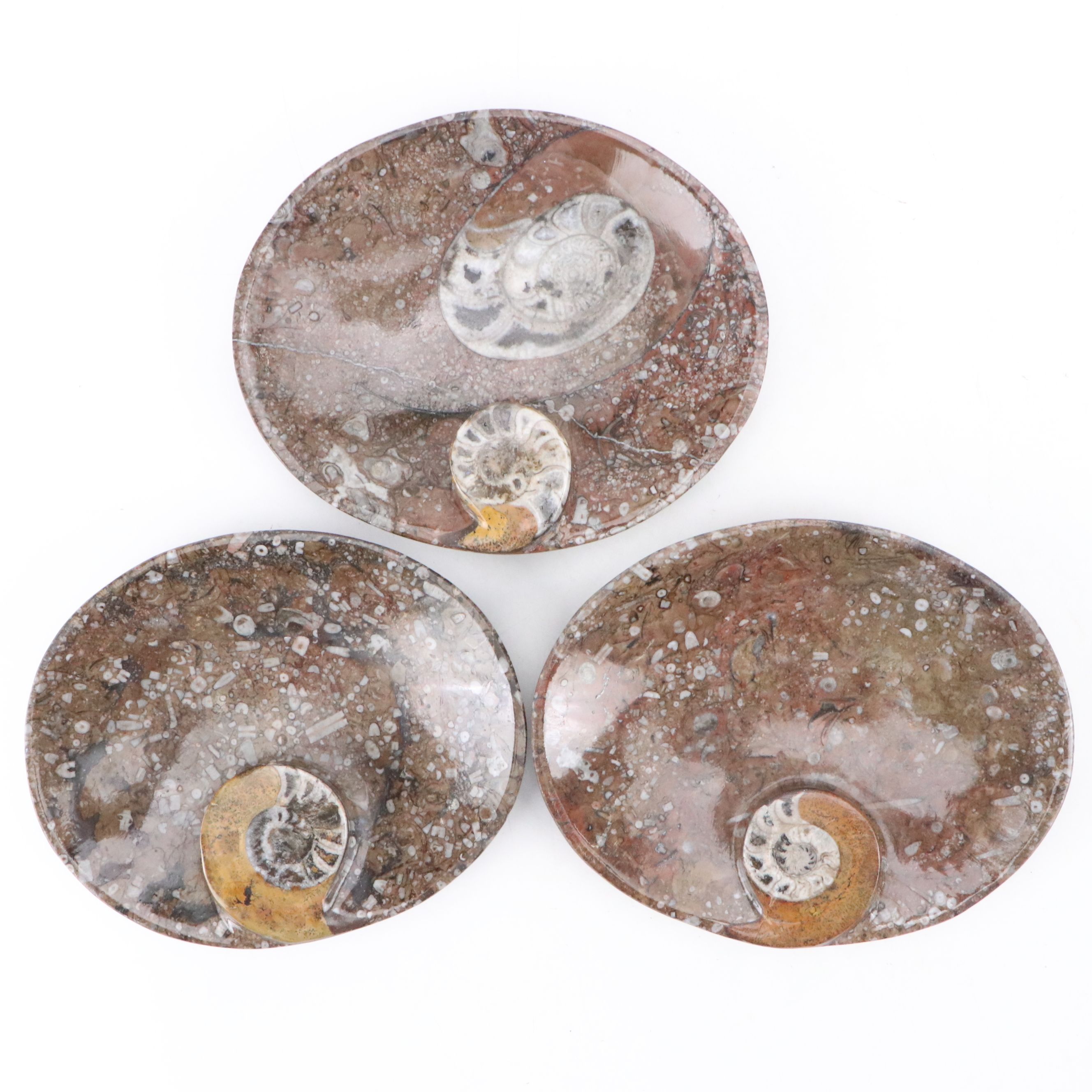 Goniatite Fossil Carved Oval Dishes