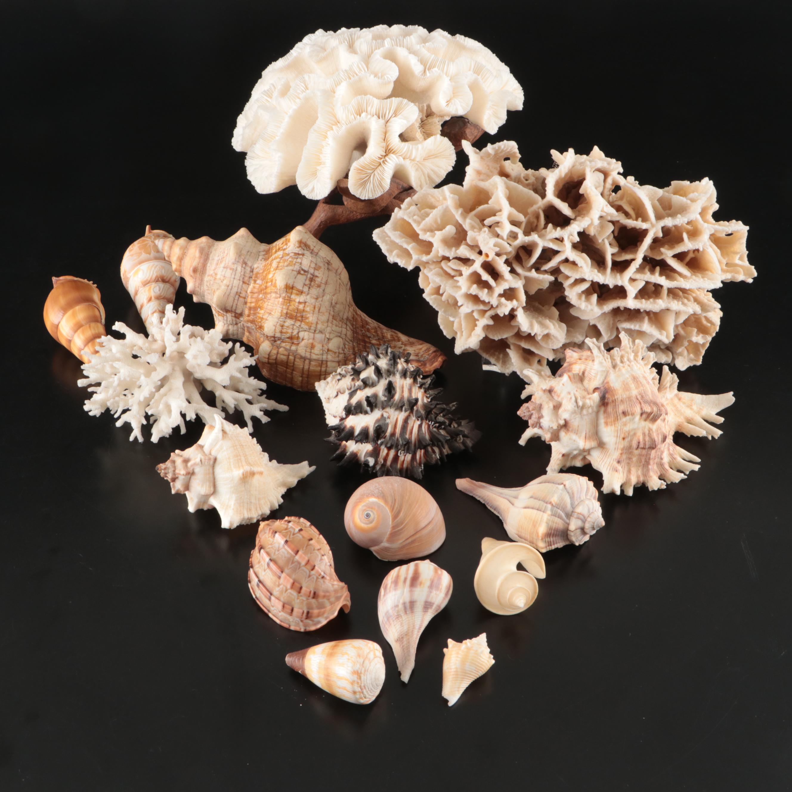 Brain Coral Fossil, Black Murex, Striped Fox Conch with Other Specimens