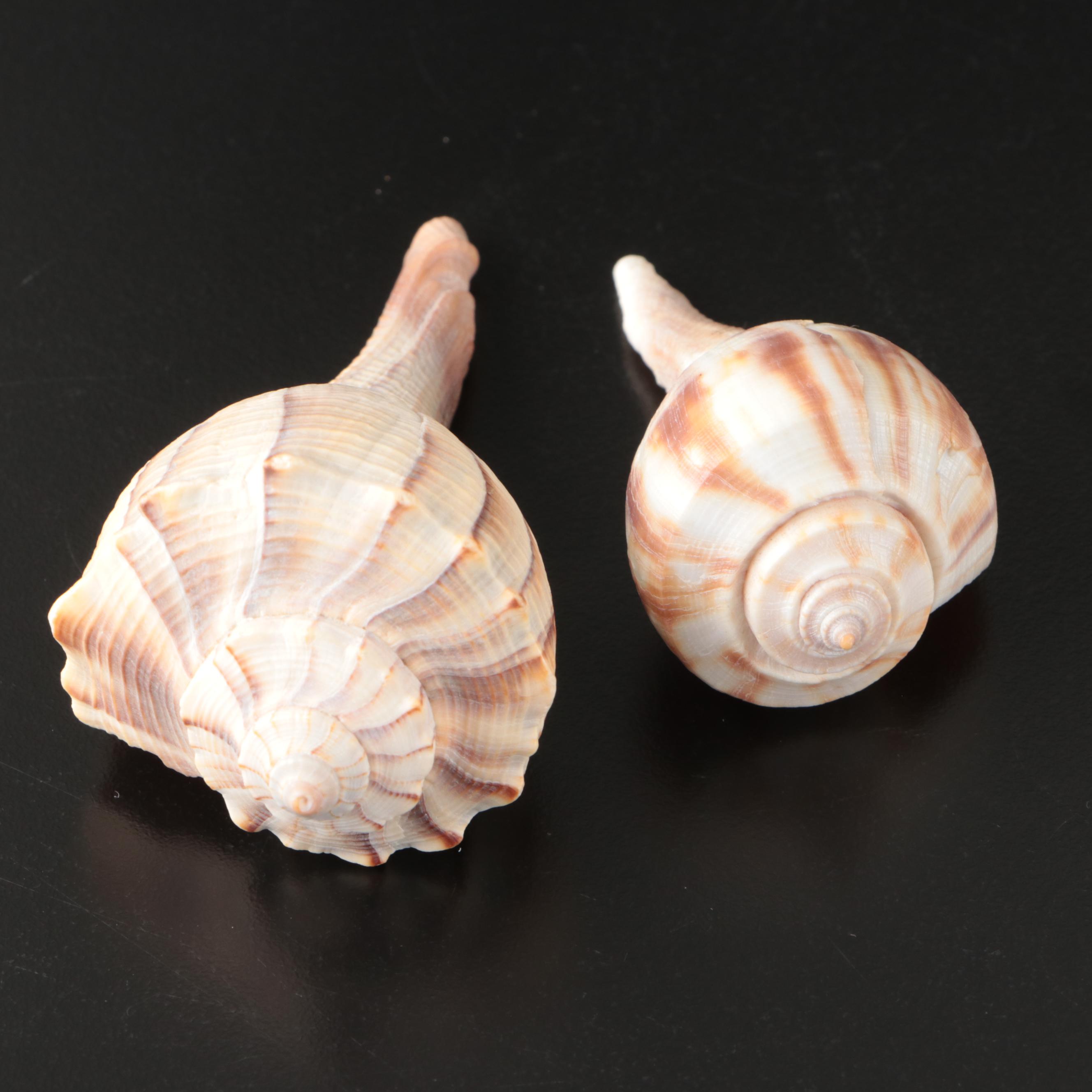 Brain Coral Fossil, Black Murex, Striped Fox Conch with Other Specimens