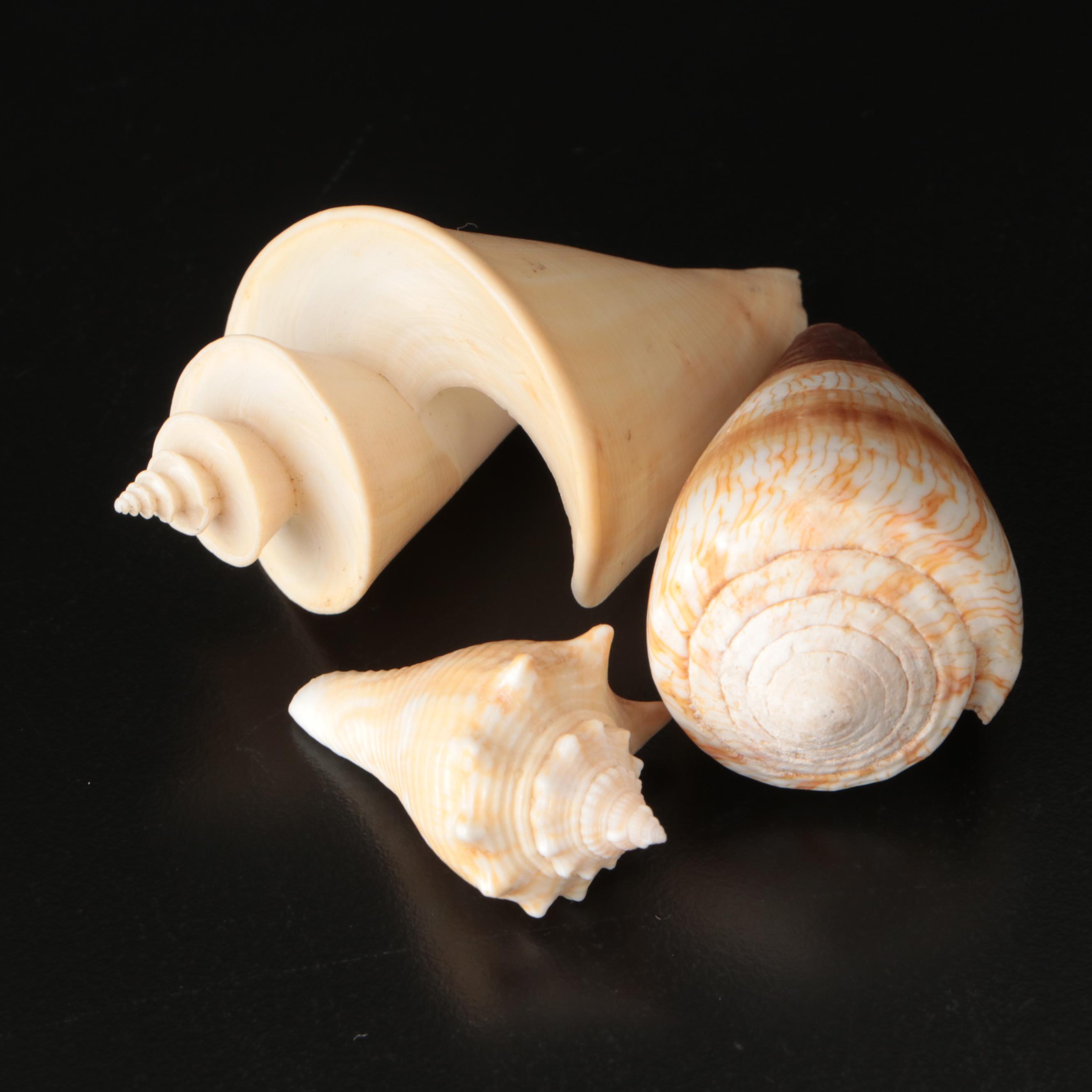 Brain Coral Fossil, Black Murex, Striped Fox Conch with Other Specimens