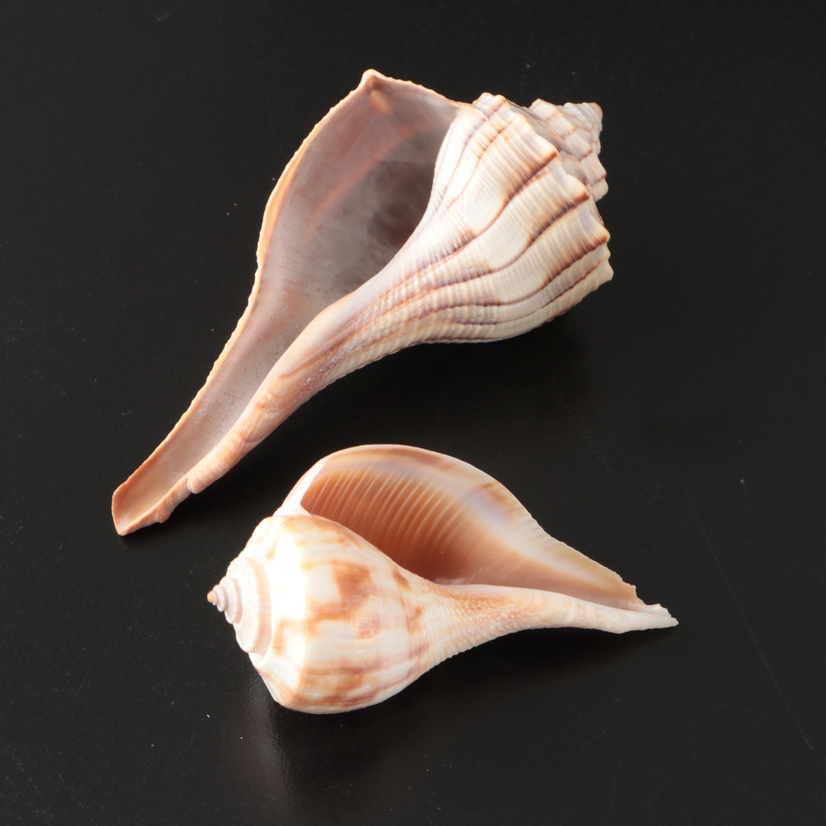 Brain Coral Fossil, Black Murex, Striped Fox Conch with Other Specimens