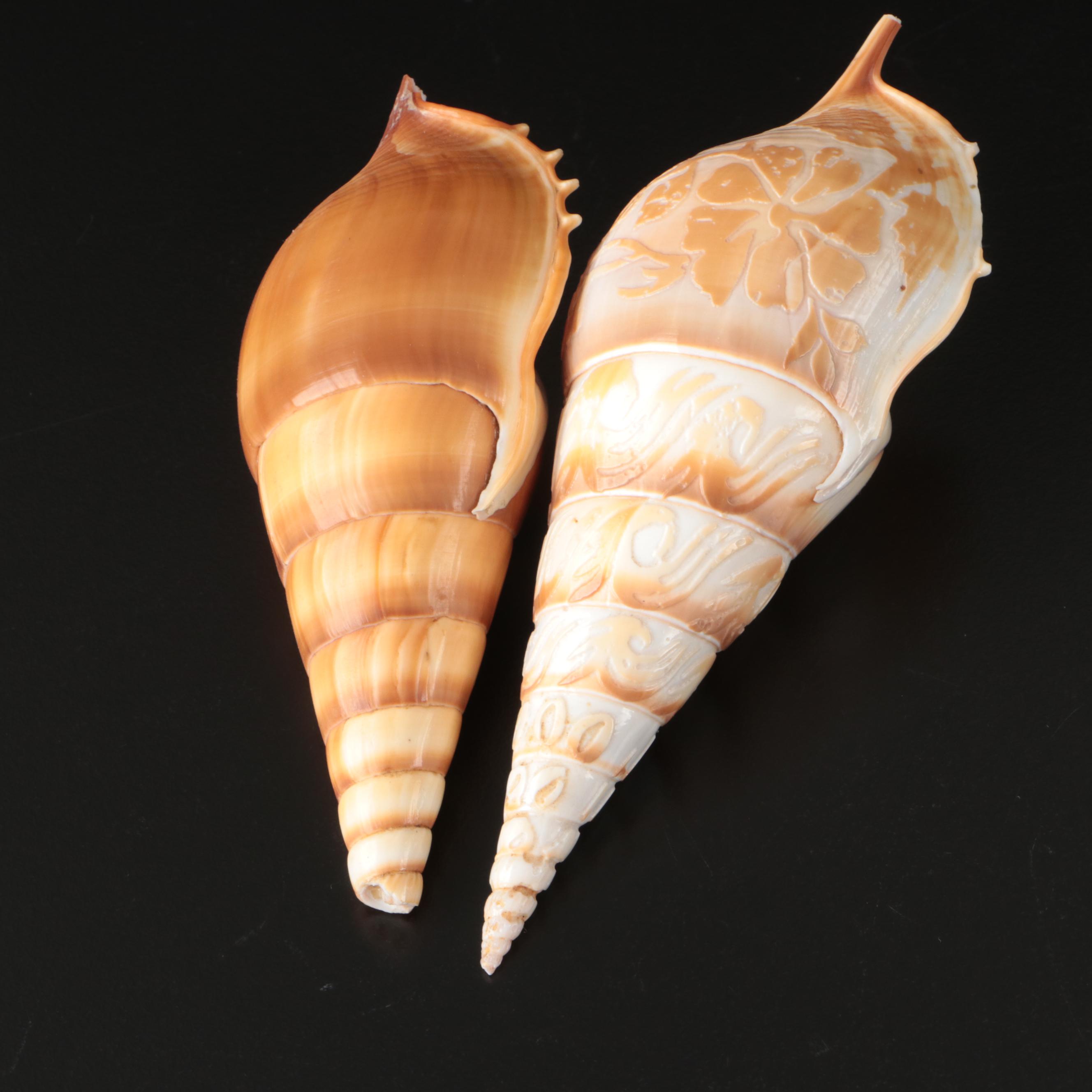 Brain Coral Fossil, Black Murex, Striped Fox Conch with Other Specimens