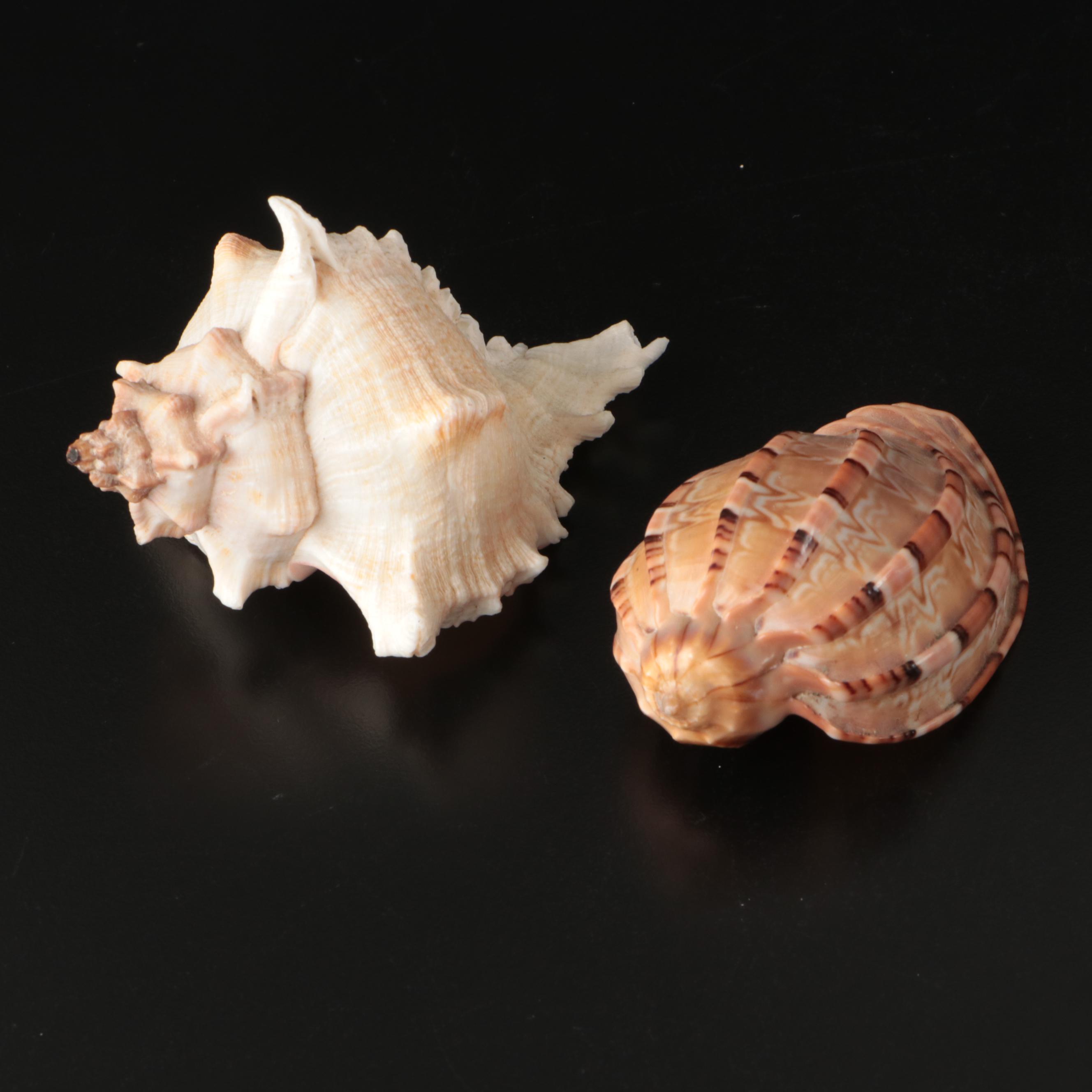 Brain Coral Fossil, Black Murex, Striped Fox Conch with Other Specimens