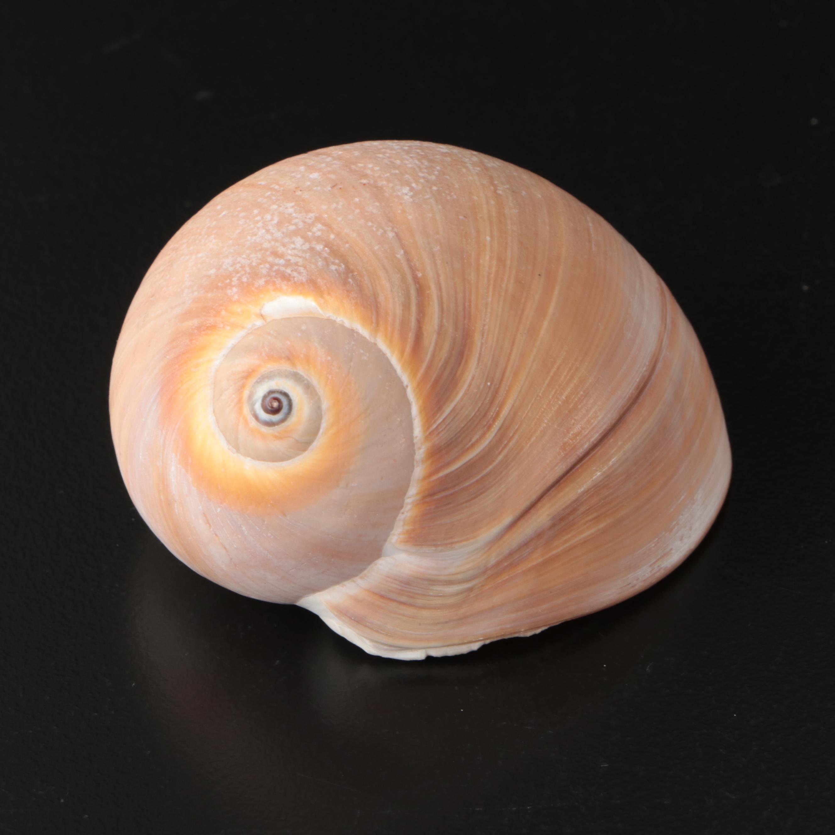 Brain Coral Fossil, Black Murex, Striped Fox Conch with Other Specimens