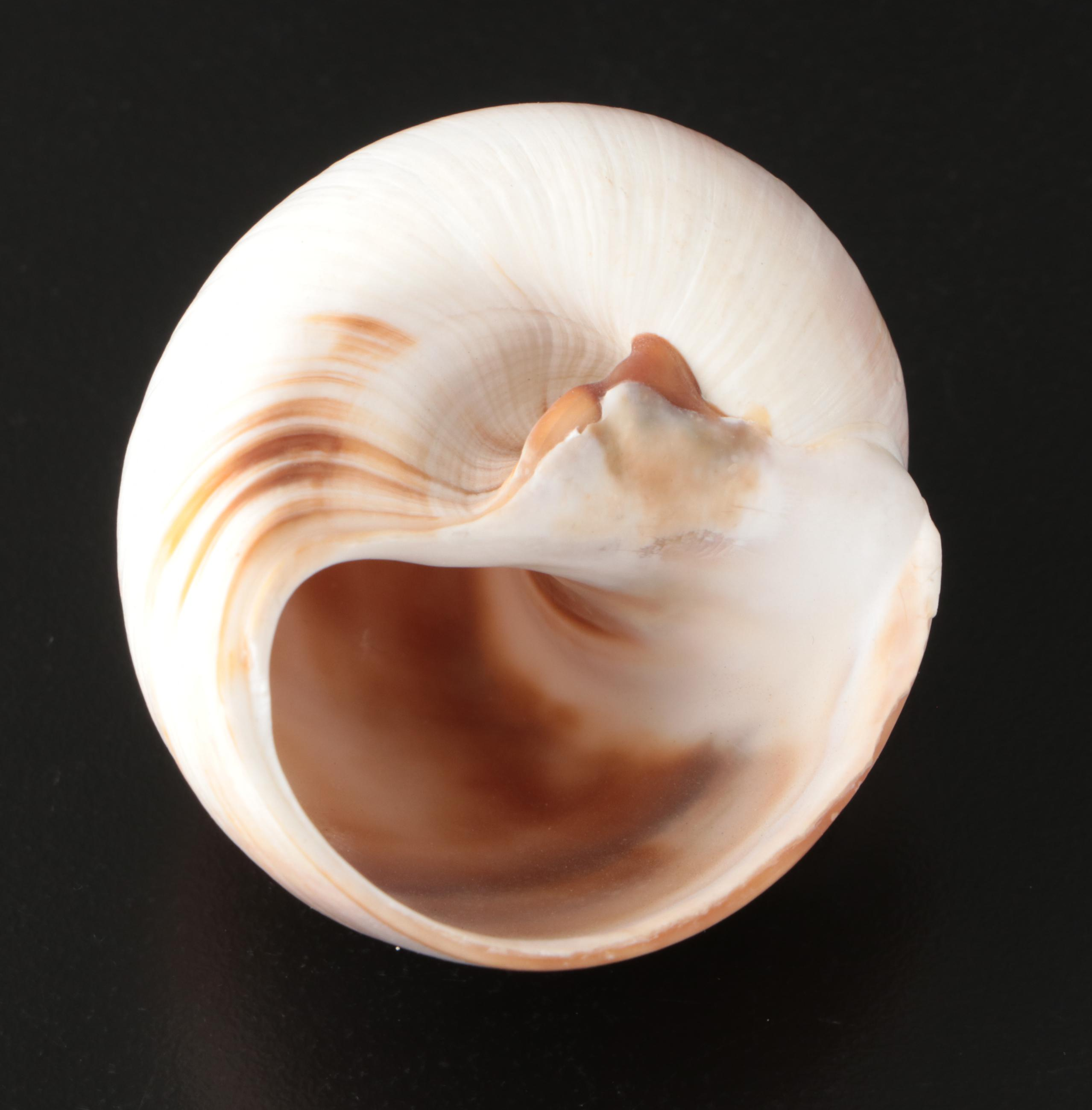 Brain Coral Fossil, Black Murex, Striped Fox Conch with Other Specimens