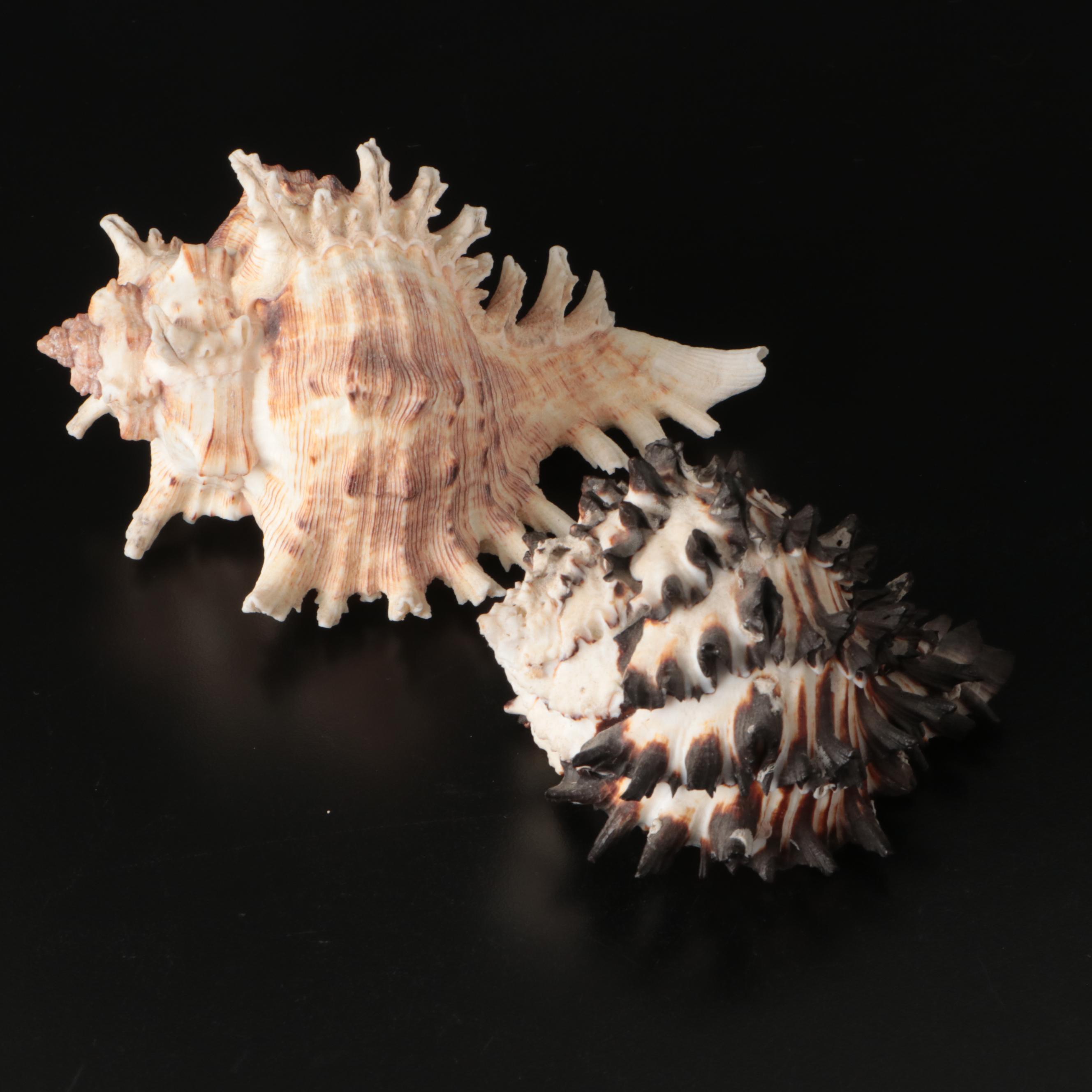 Brain Coral Fossil, Black Murex, Striped Fox Conch with Other Specimens